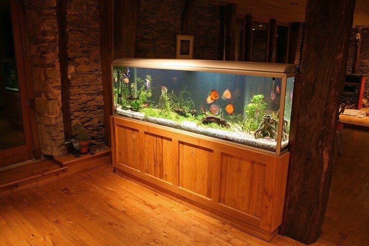 Smart Ways to Enhance Your Copper Koi Betta's Habitat in 2025