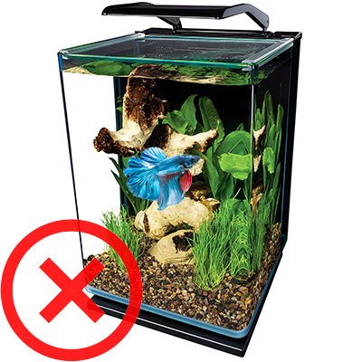 Effective Ways to Choose the Best Betta Fish Filter in 2025