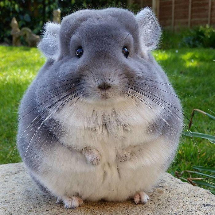 Easy Guide to Drawing a Hamster: 5 Simple Steps for Beginners