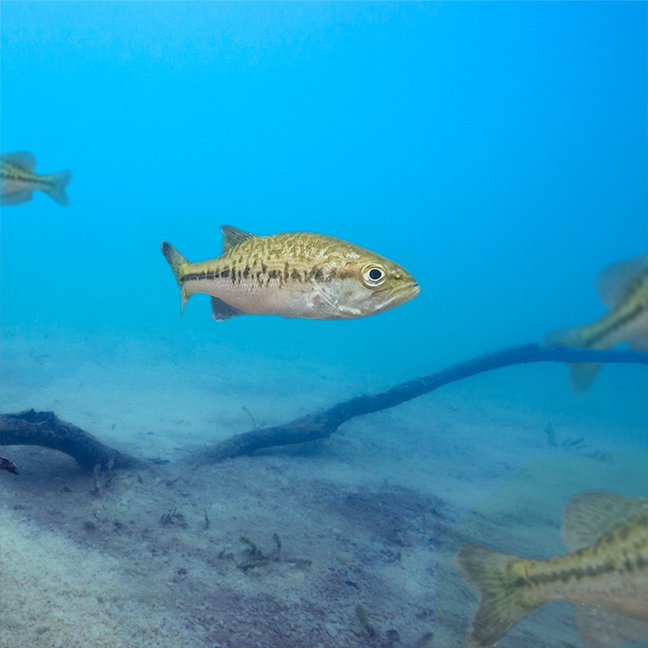 Best 5 Male vs Female Guppy Differences to Explore in 2025