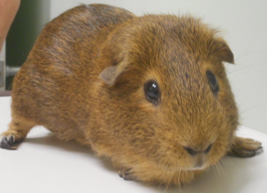 Baby Skinny Pig
