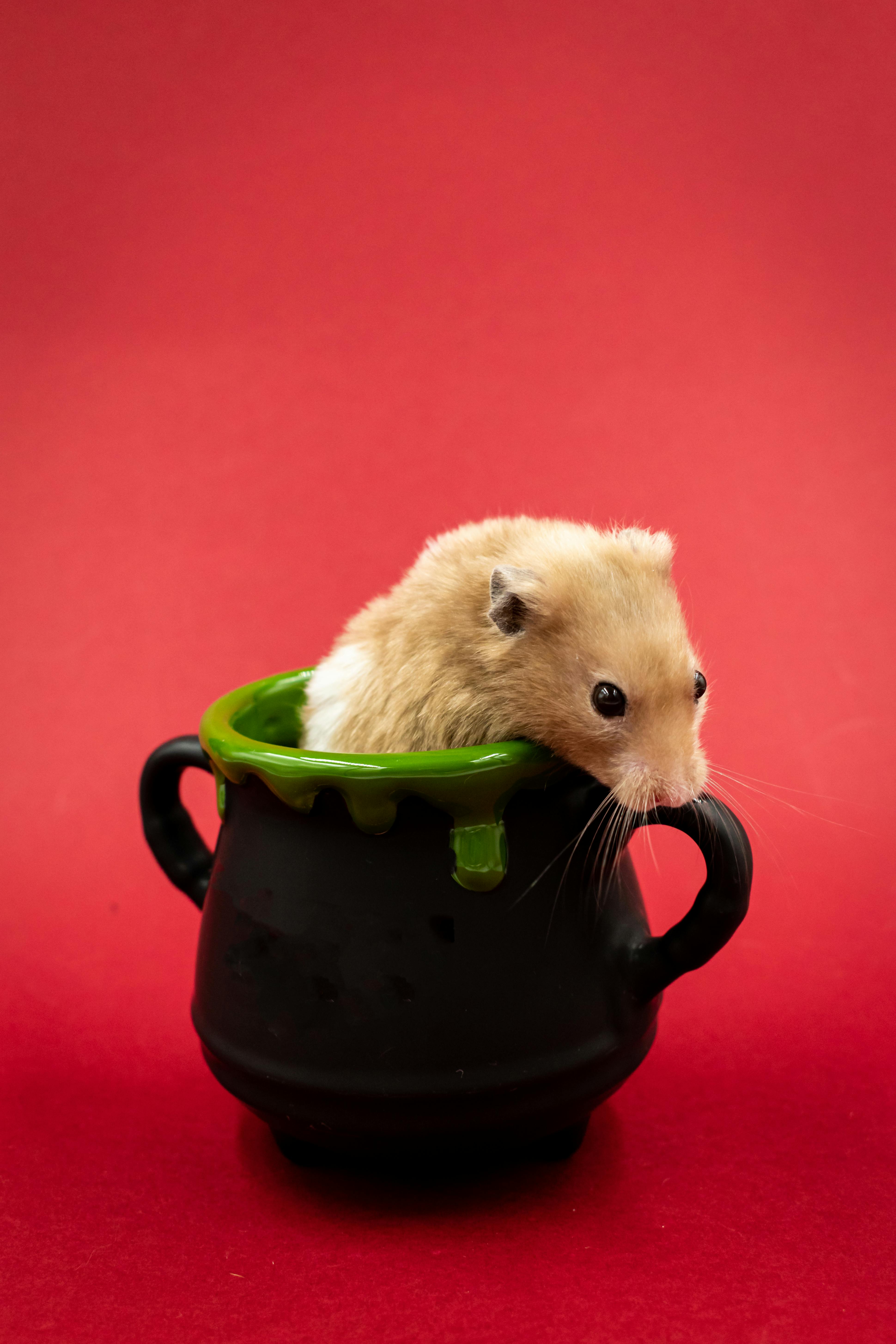 Smart Ways to Enhance Fluffy Guinea Pig Care in 2025