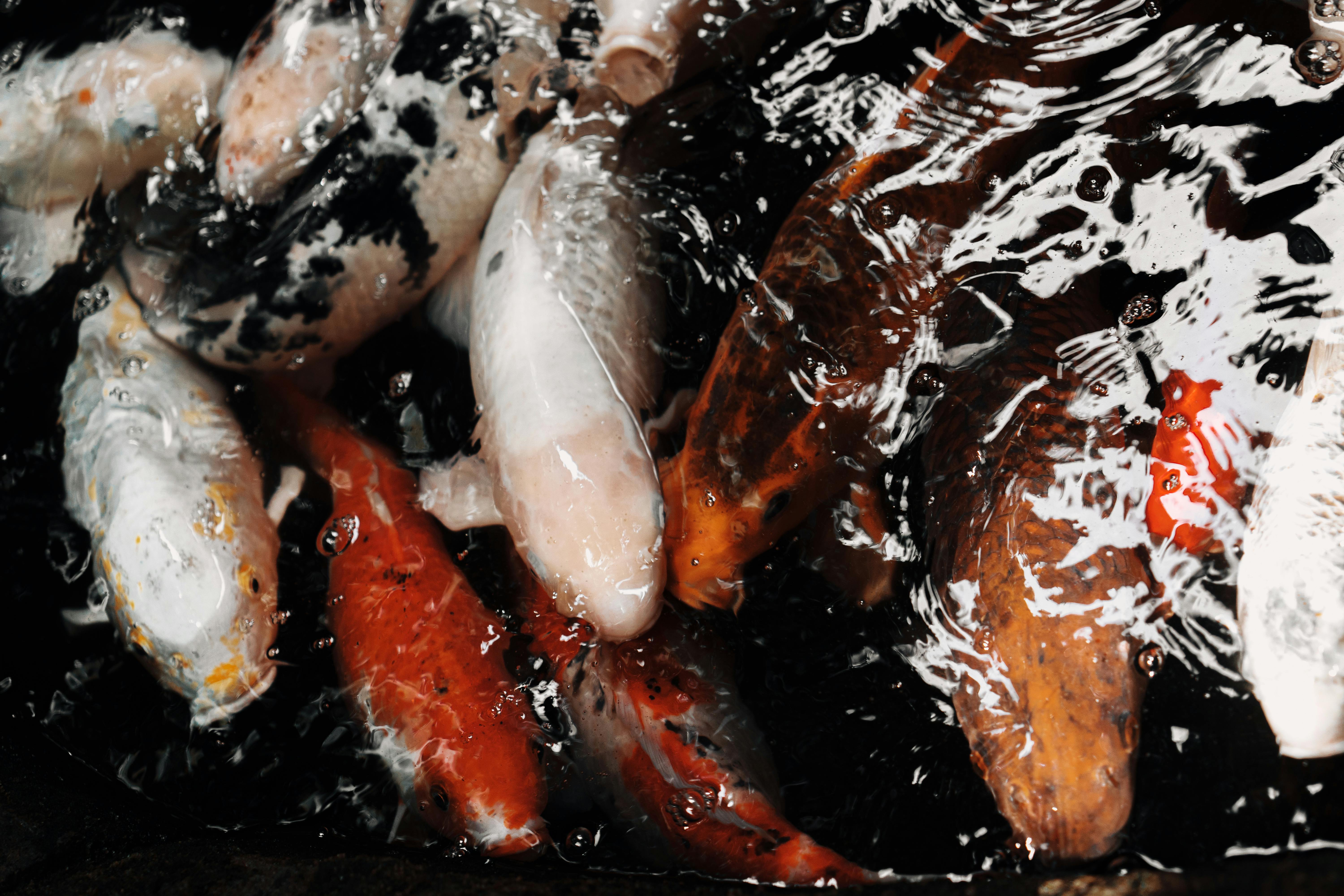 Smart Ways to Optimize Tentacle Shark Tank Strategies in 2025