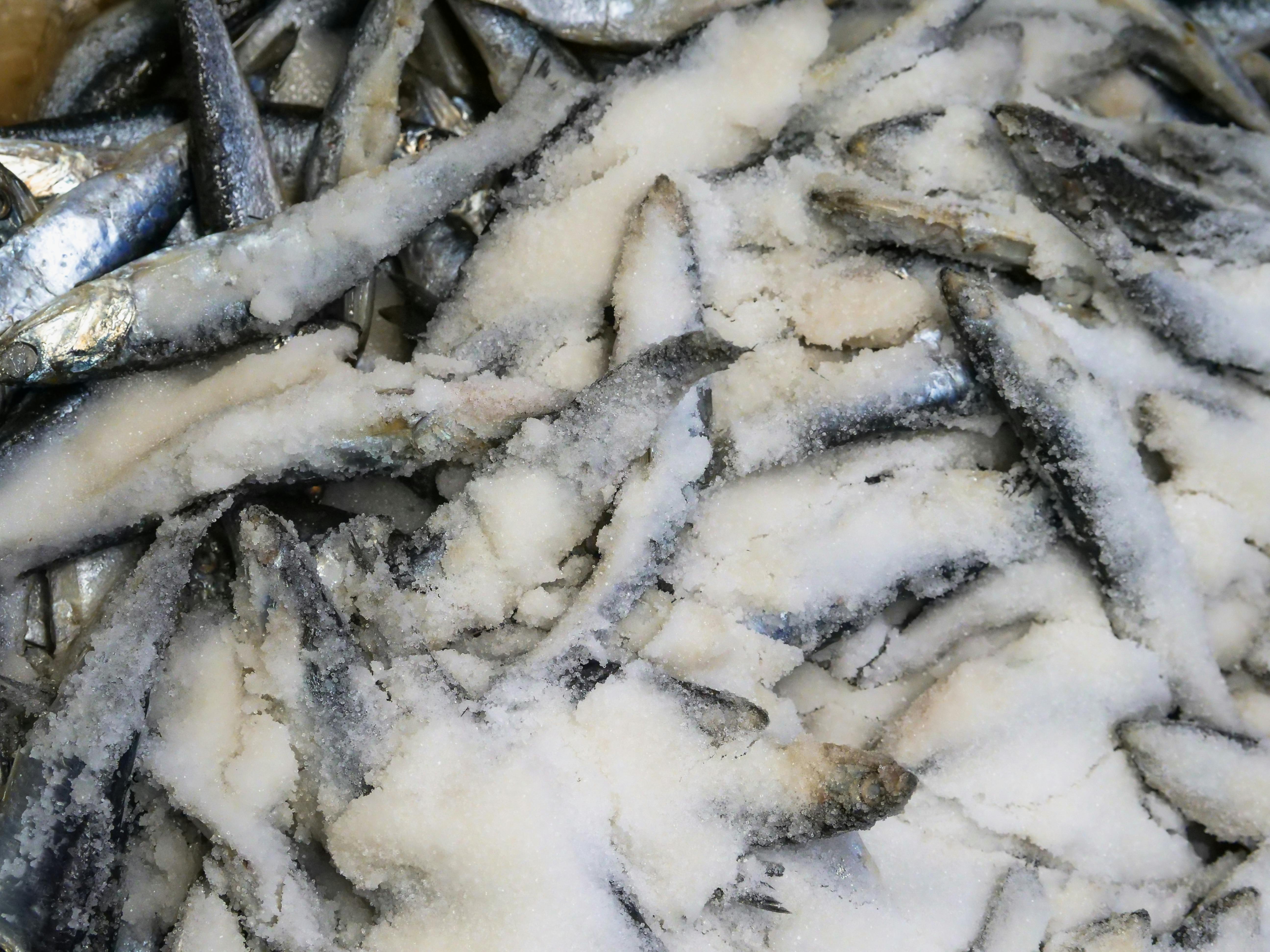 Effective Ways to Buy Piranhas for Your Aquarium in 2025