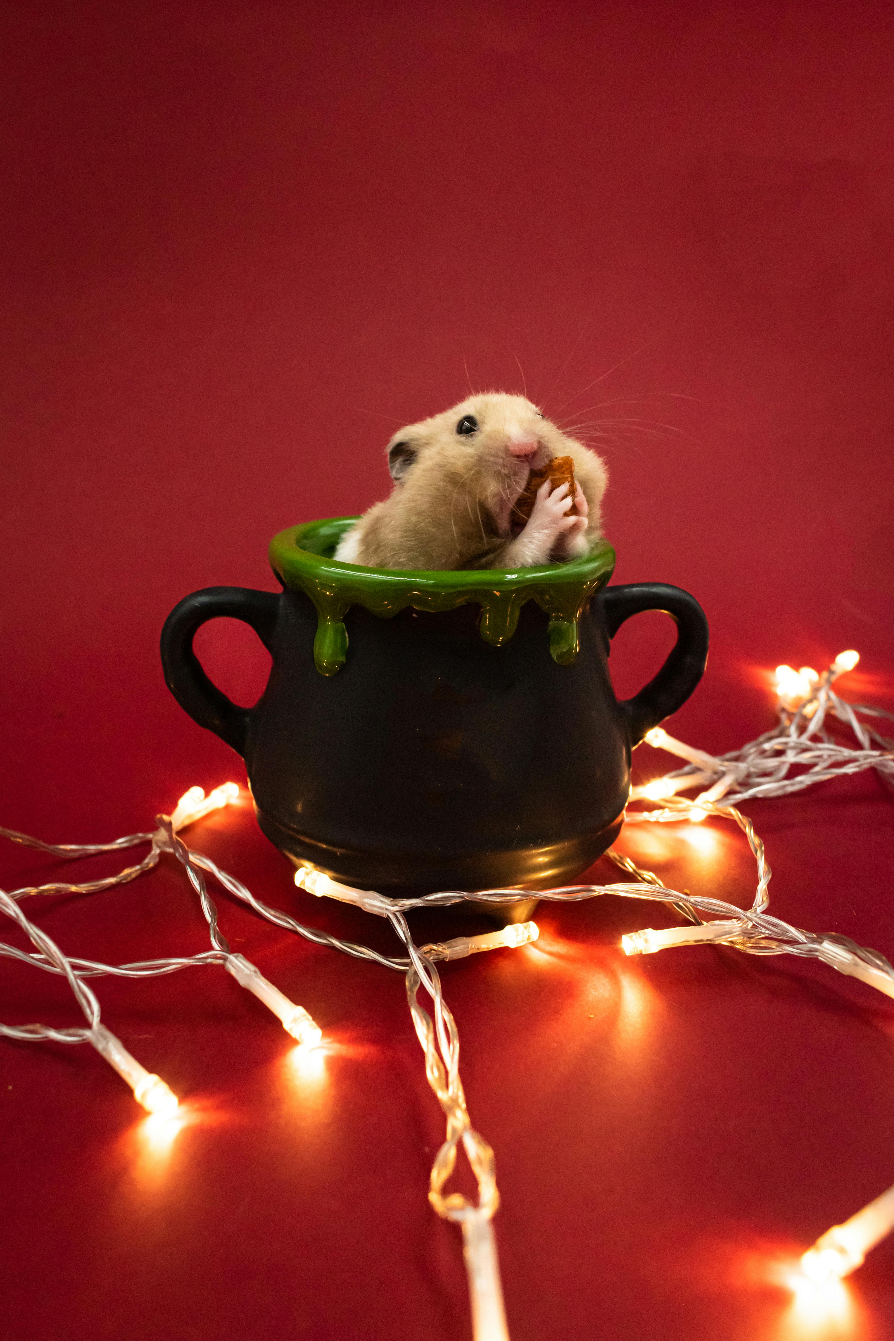 How to Properly Craft a Sad Hamster Meme in 2025: Smart Tips Inside!