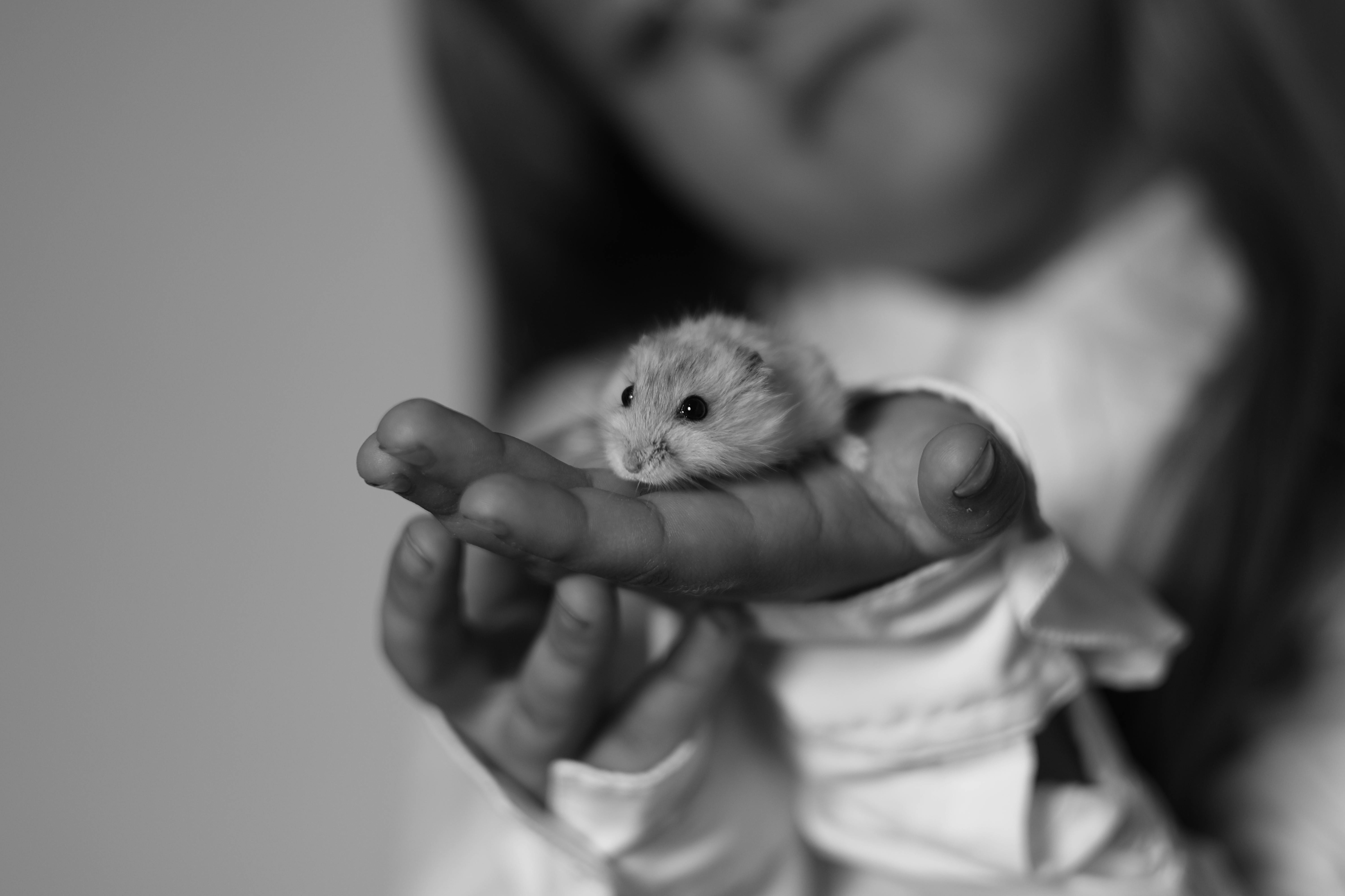 Smart Ways to Discover Petco Little Rock in 2025
