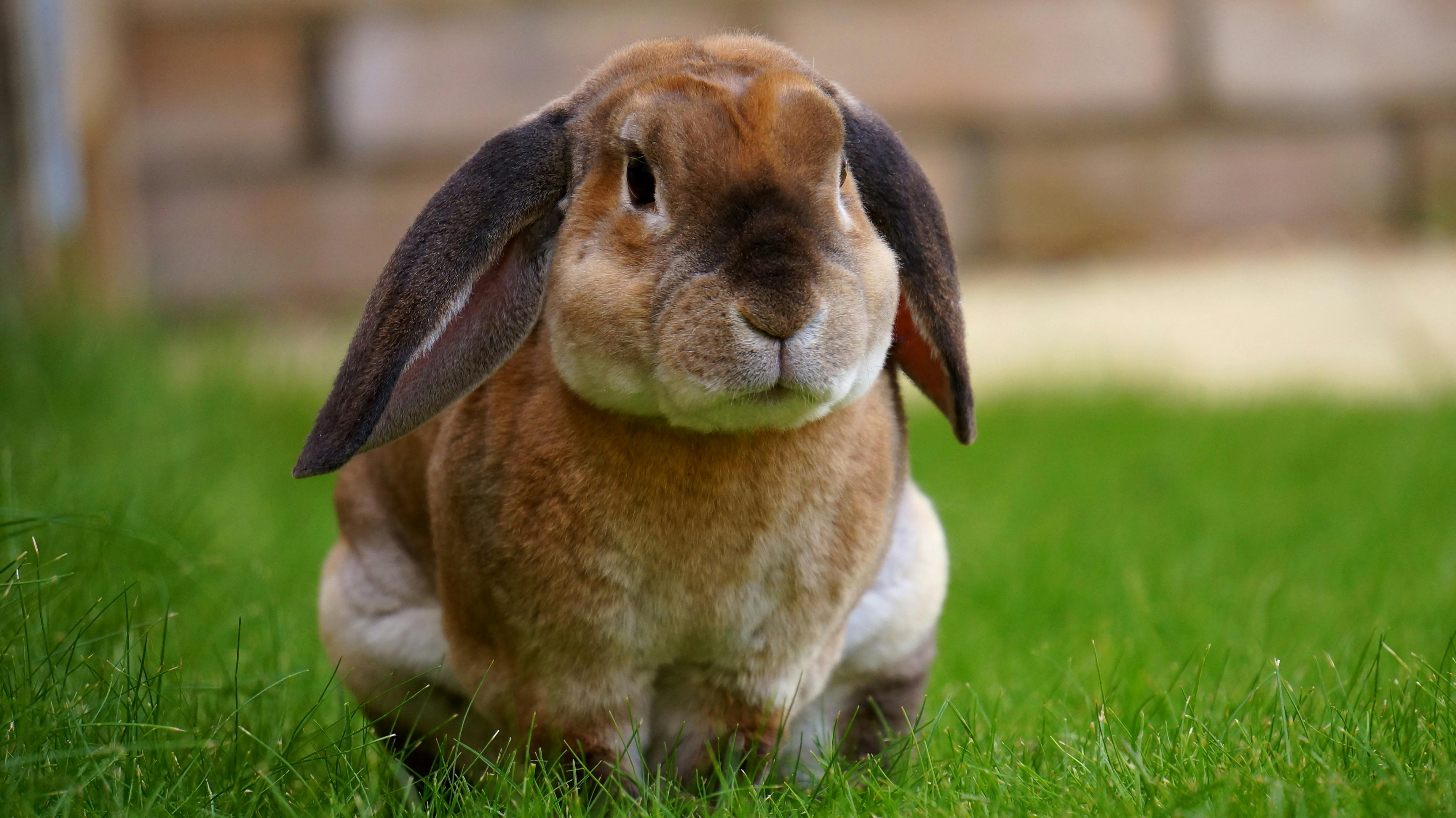 7 Effective Ways to Enhance Your Hamster's Happiness in 2025