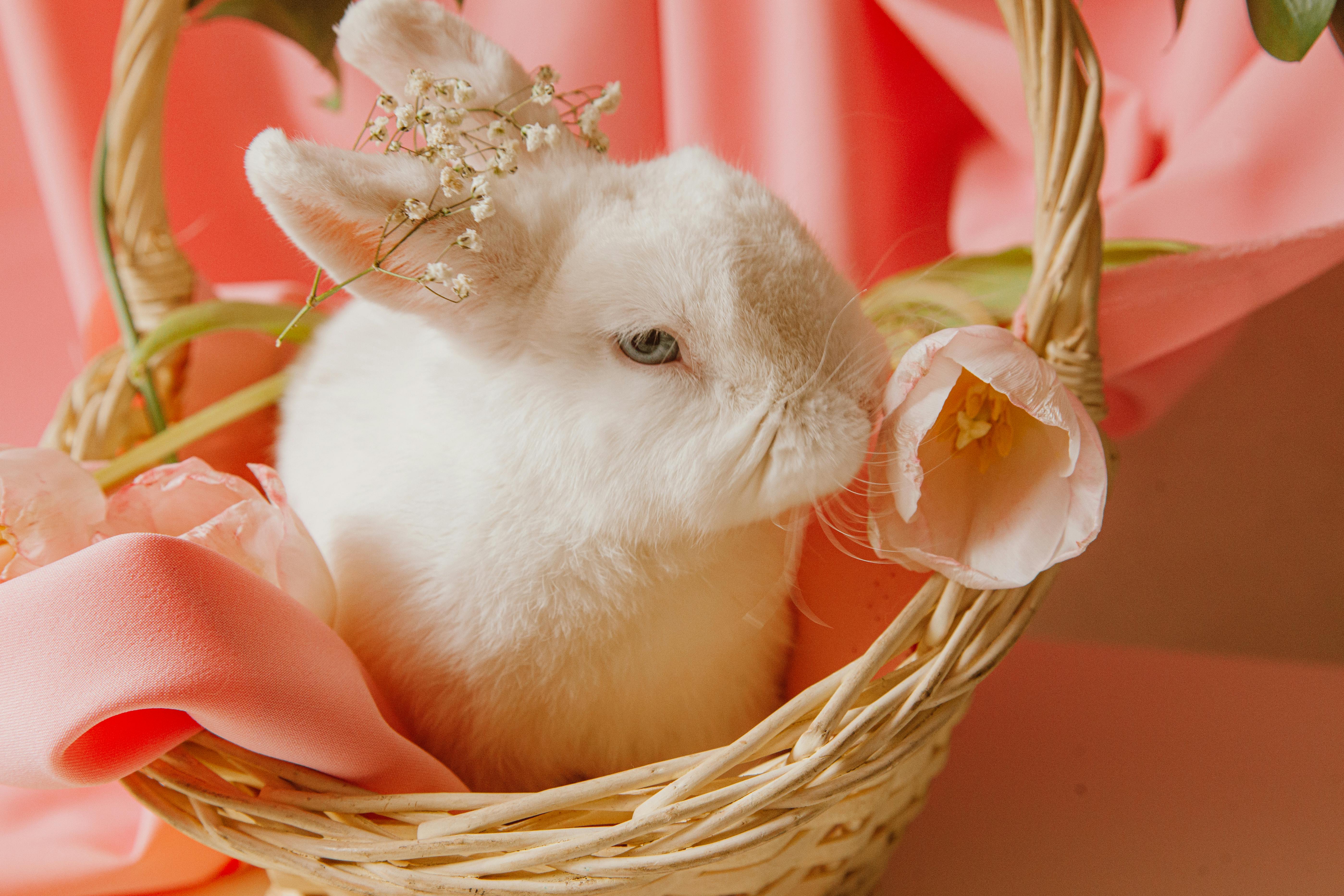 How to Discover the Crying Hamster Meme: Latest Insights for 2025