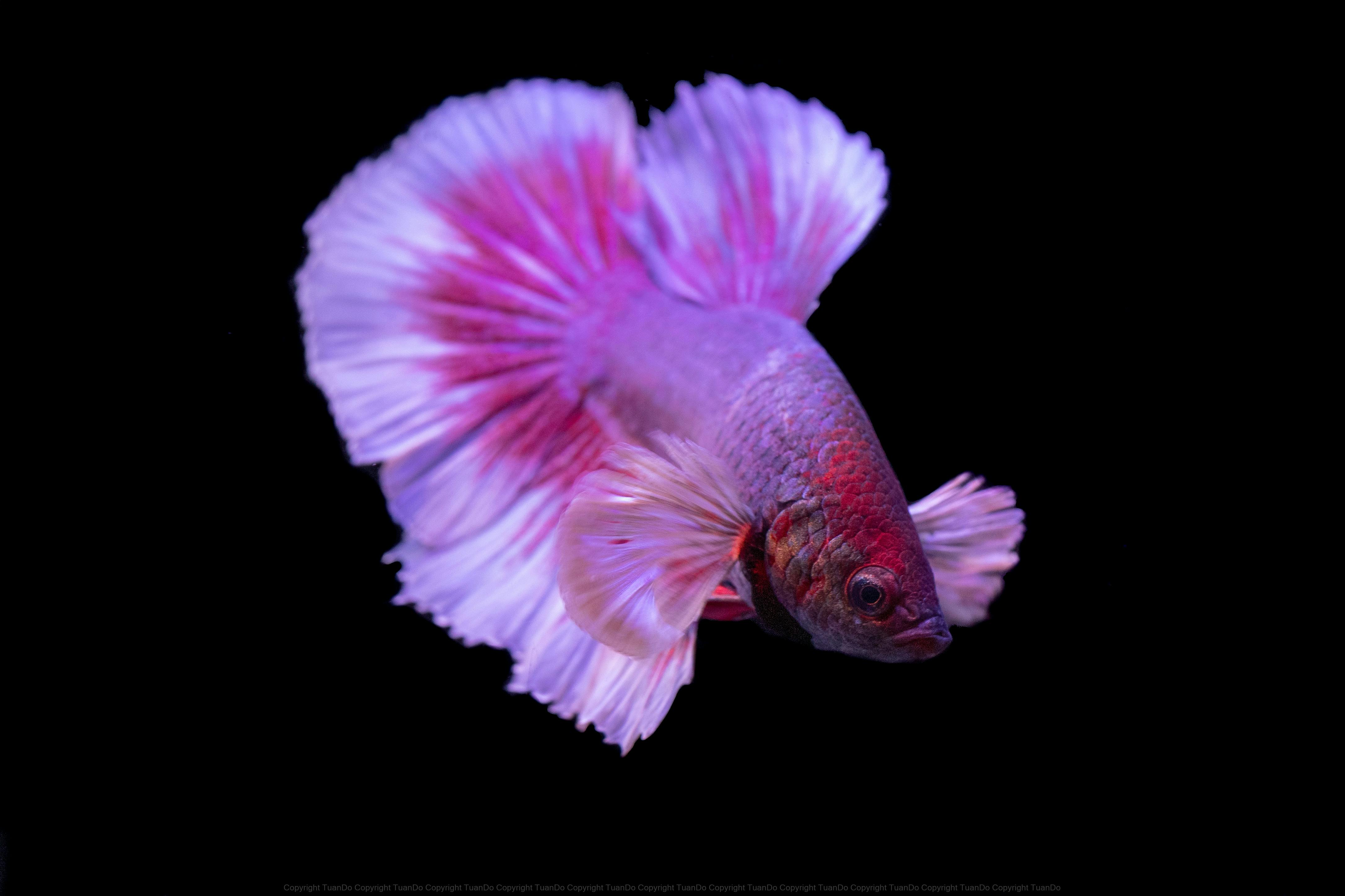 Best 5 Aquarium Air Pumps for Enhanced Fish Health in 2025