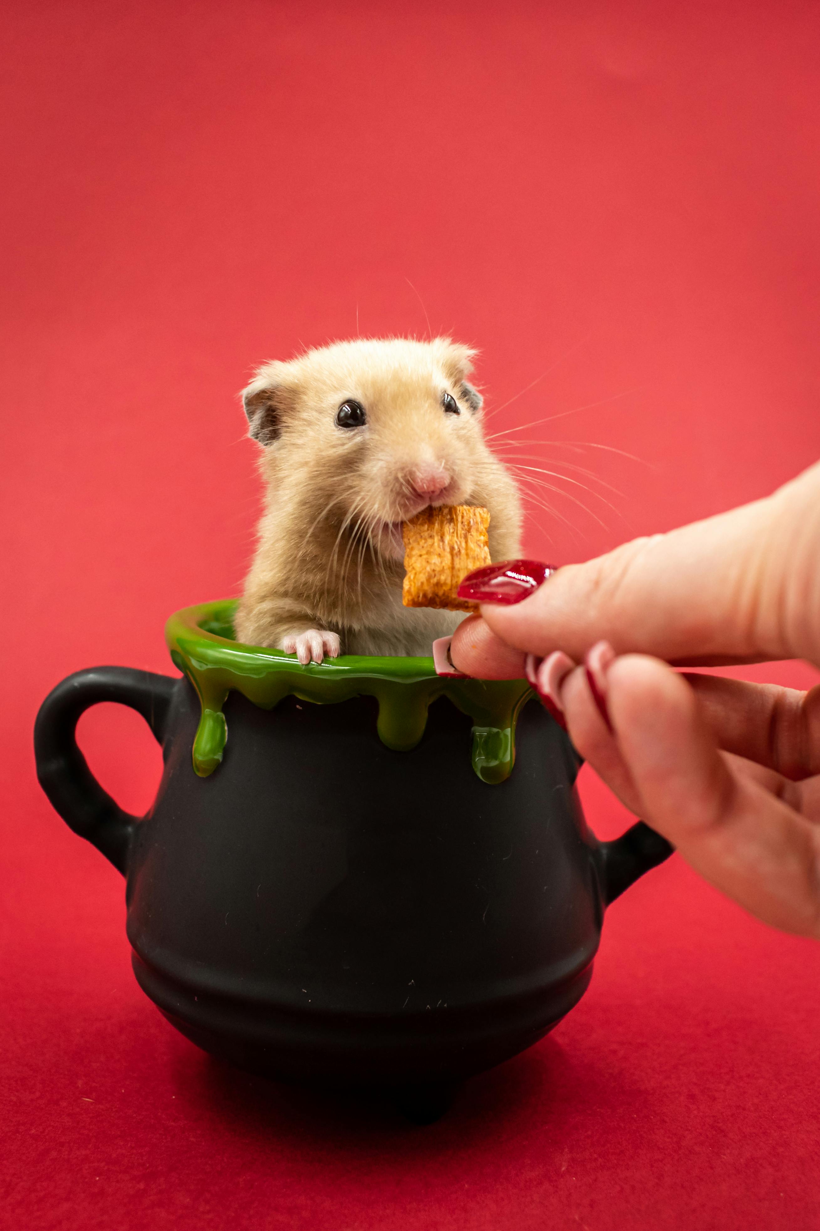 Hamster Teeth Care