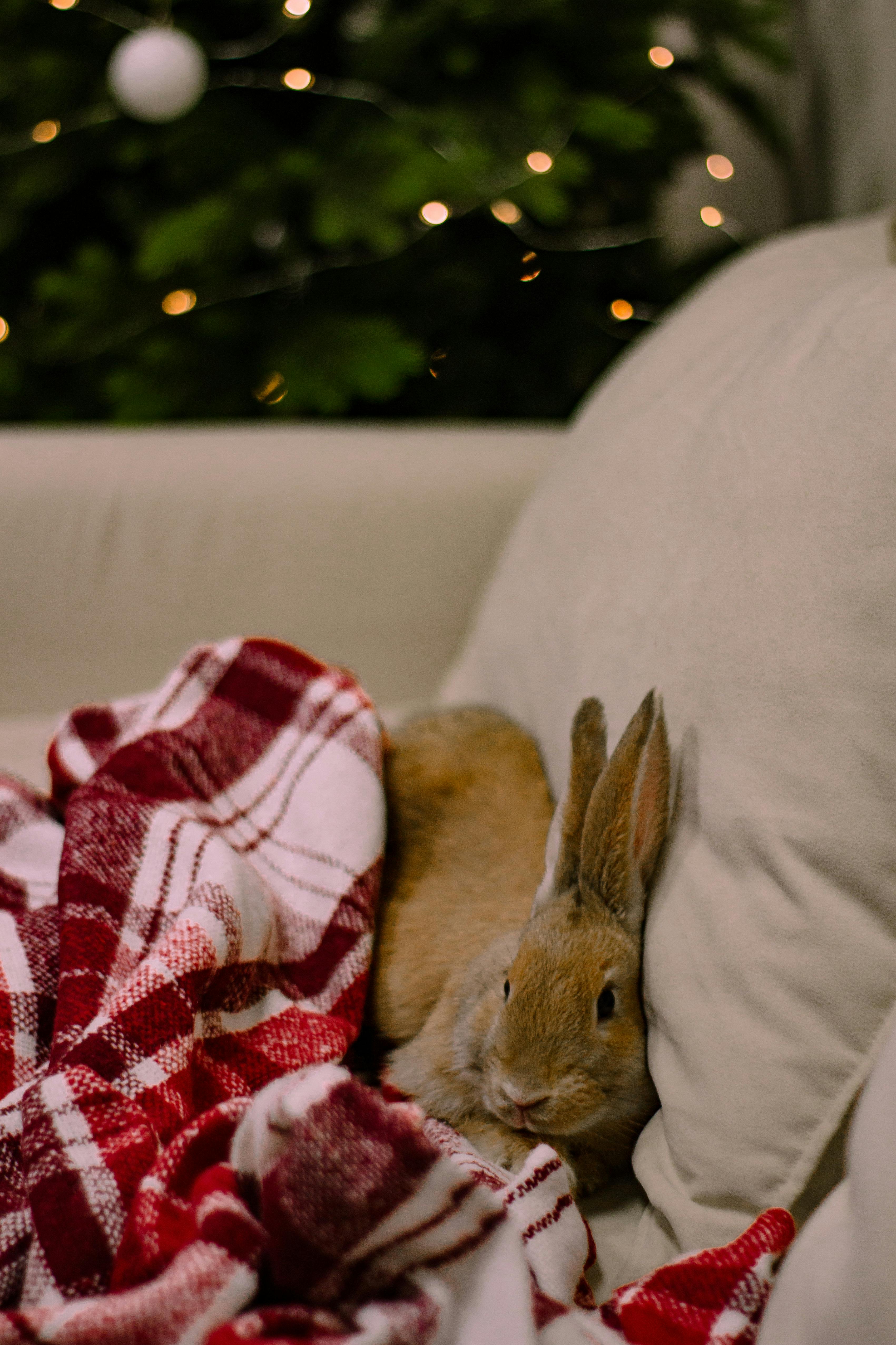 Top 5 Petco Little Rock Options for Modern Pet Owners in 2025