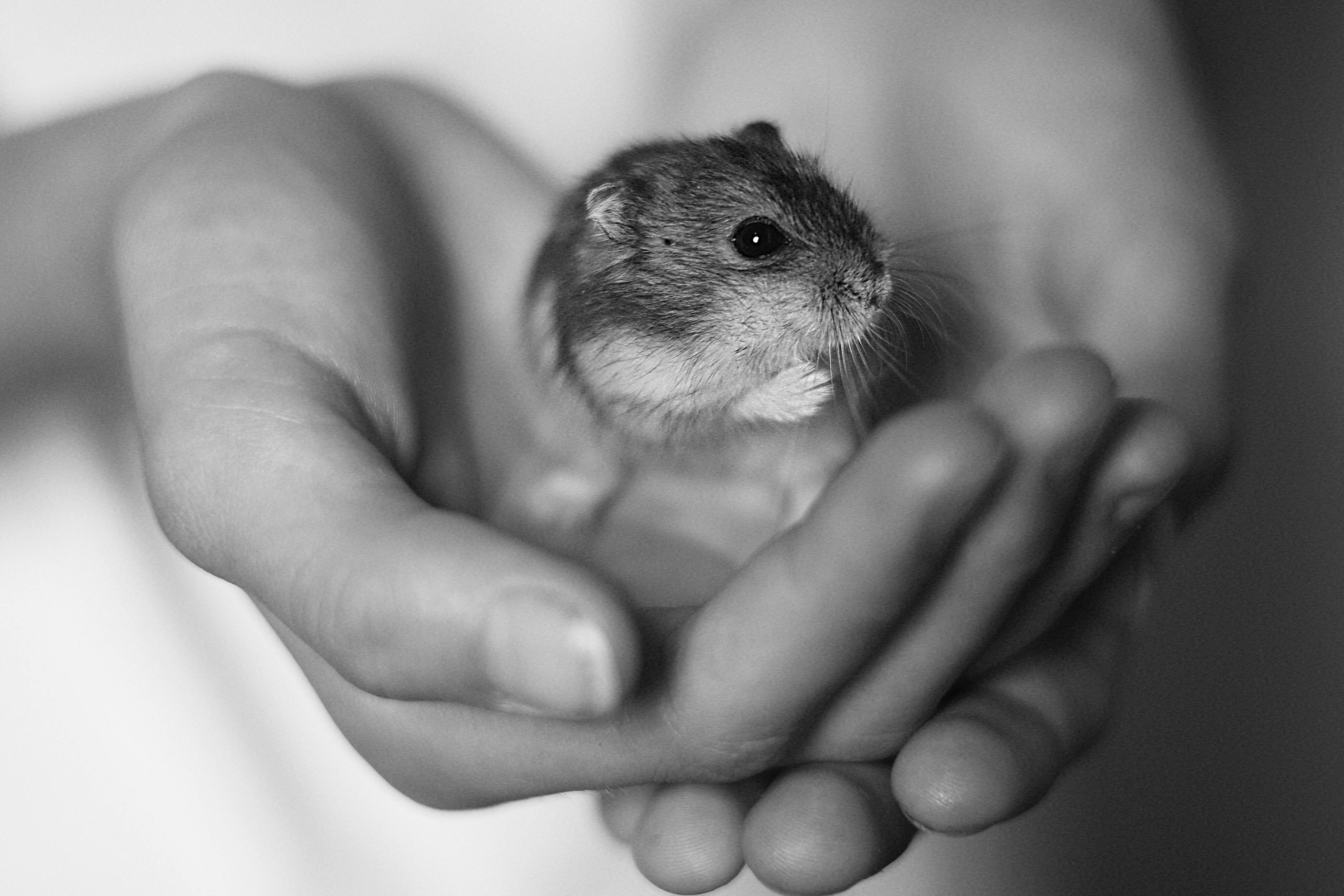 Smart Ways to Optimize Your Hamster Meme GIFs in 2025
