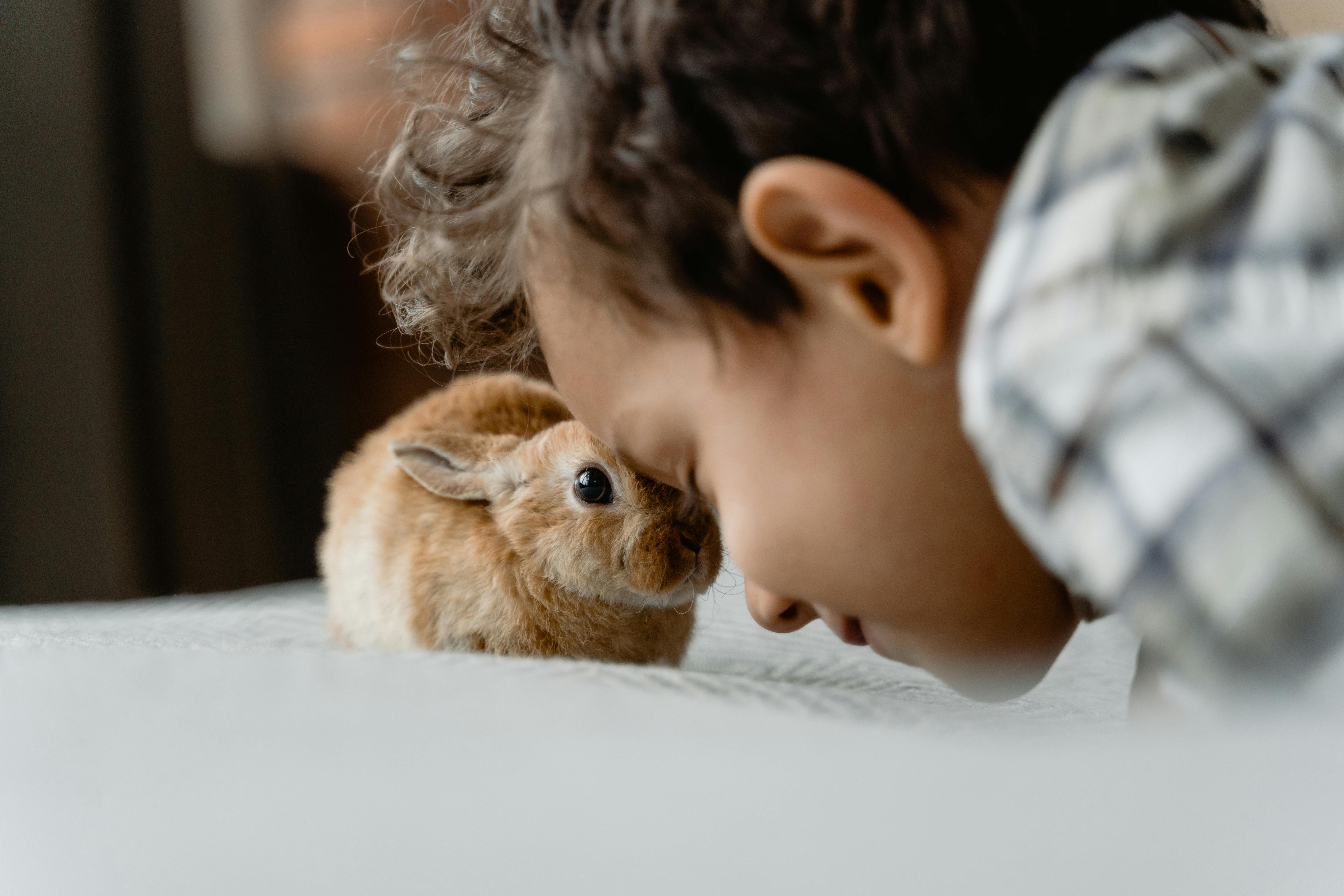Practical Ways to Care for Long Haired Hamsters in 2025
