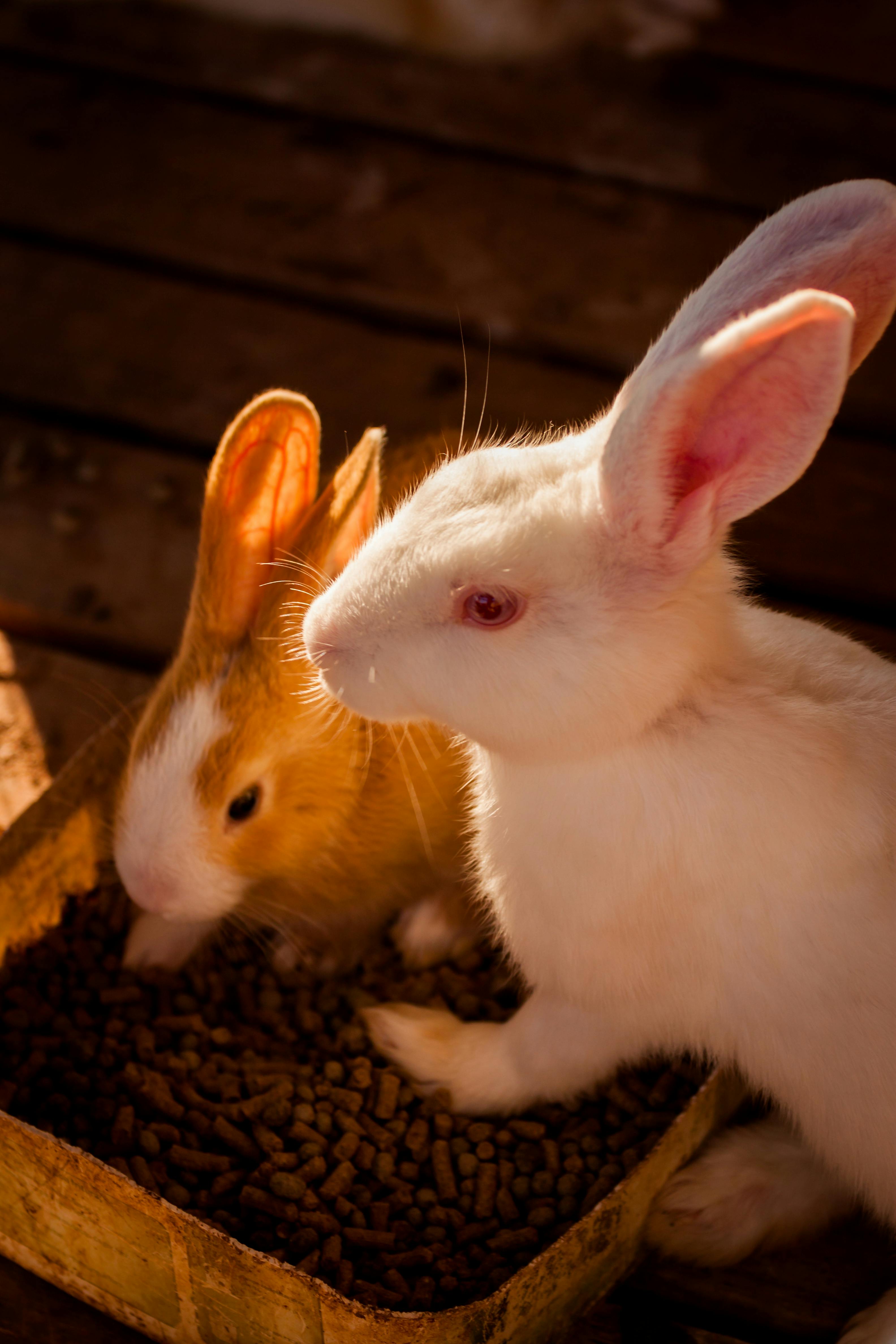 Effective Methods for Choosing a Hamster or Guinea Pig in 2025