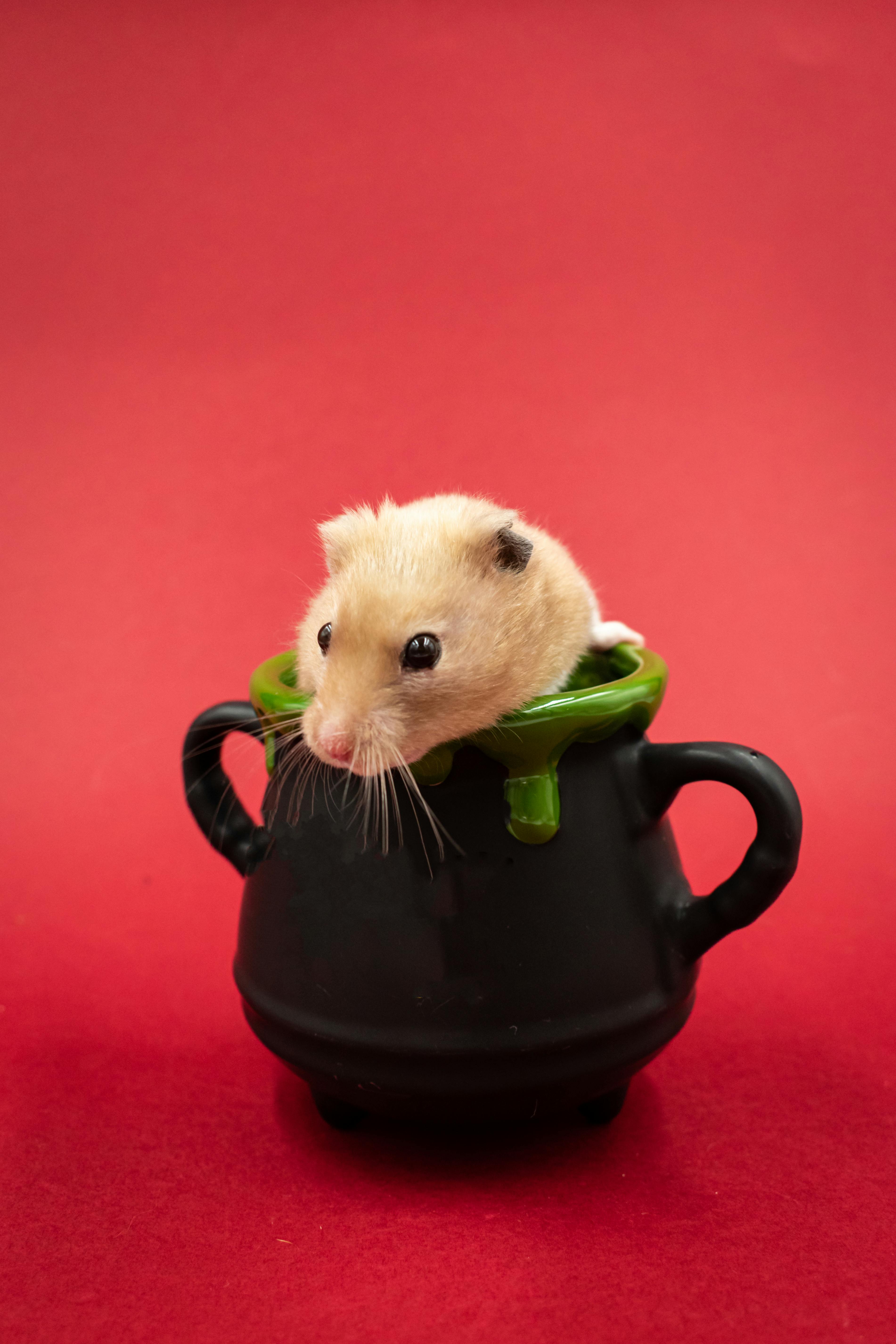 Best 5 Unique Hamster Names to Explore for 2025 