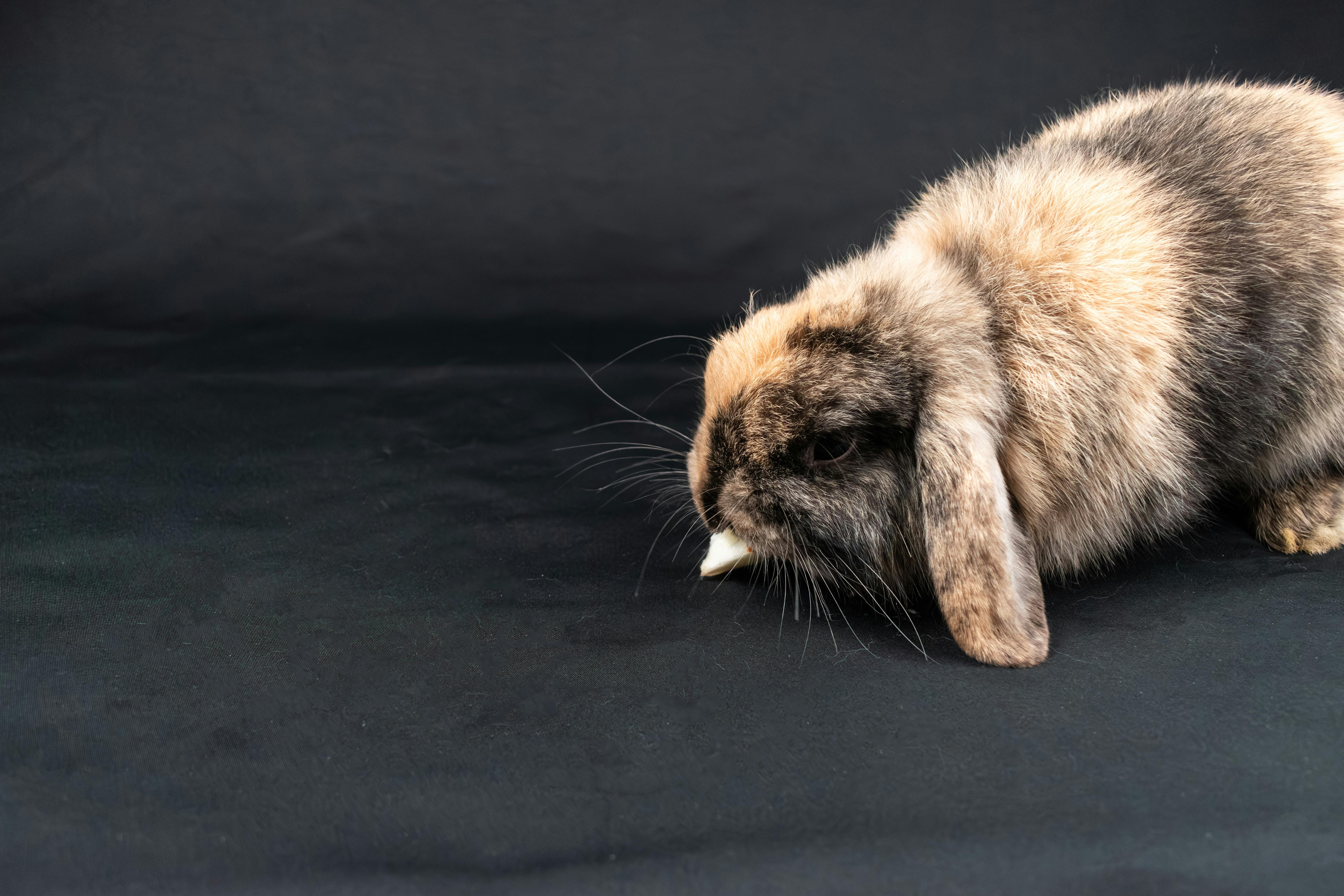 Smart Ways to Select 5 Healthy Guinea Pig Treats for 2025