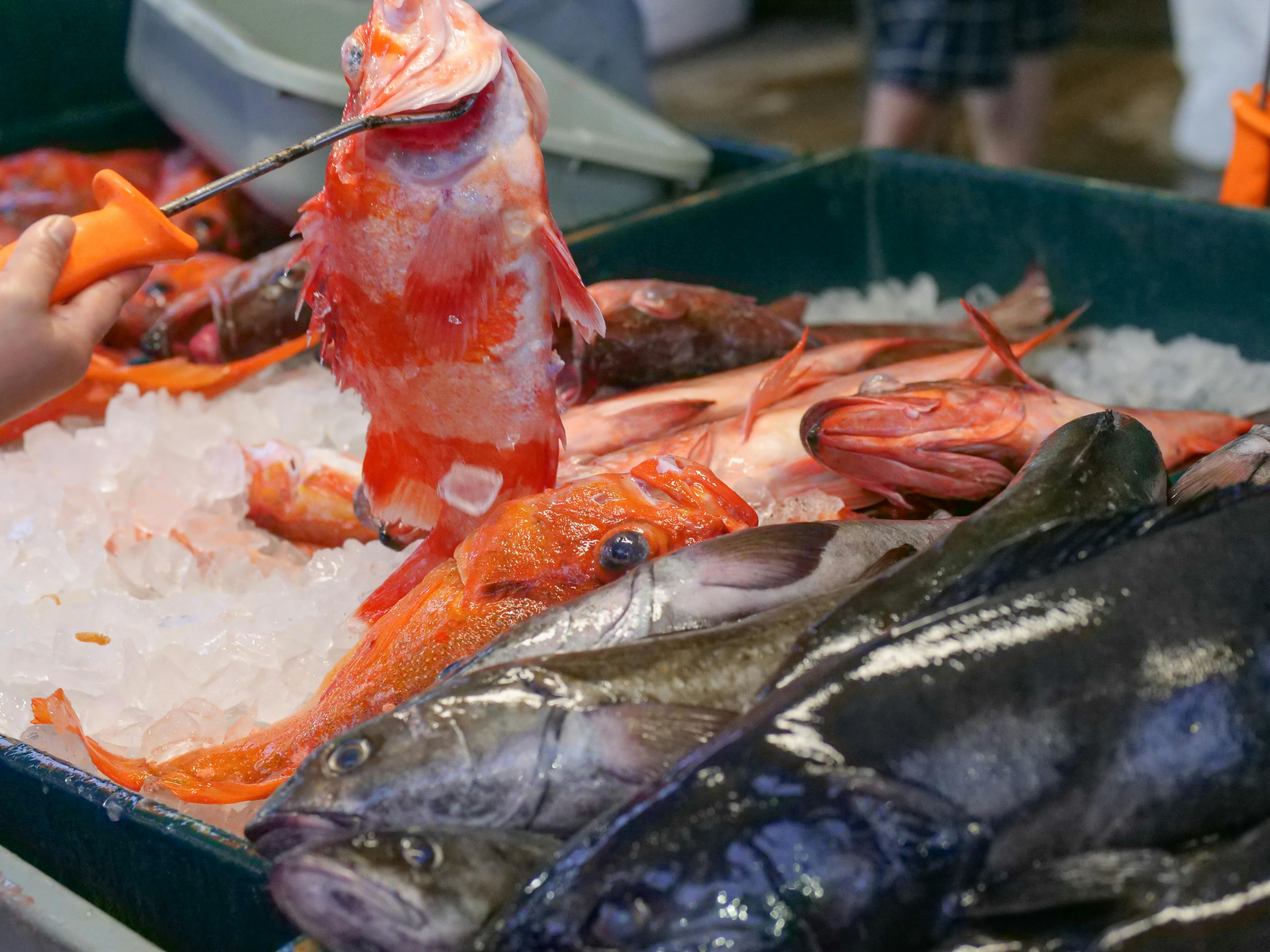 Effective Ways to Obtain Your NJ Saltwater Fishing License in 2025