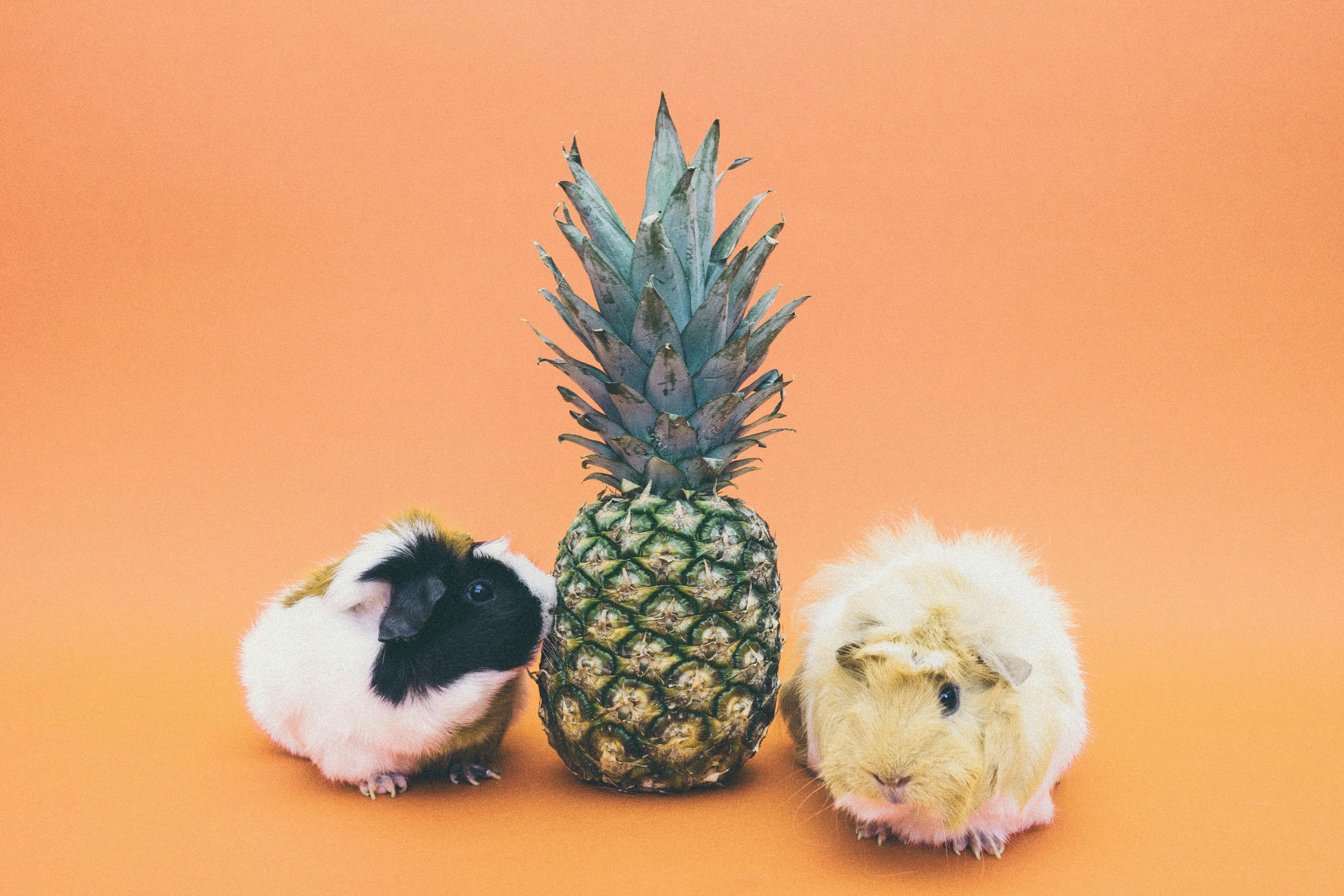 Smart Ways to Improve Your Cute Puppies' Behavior in 2025