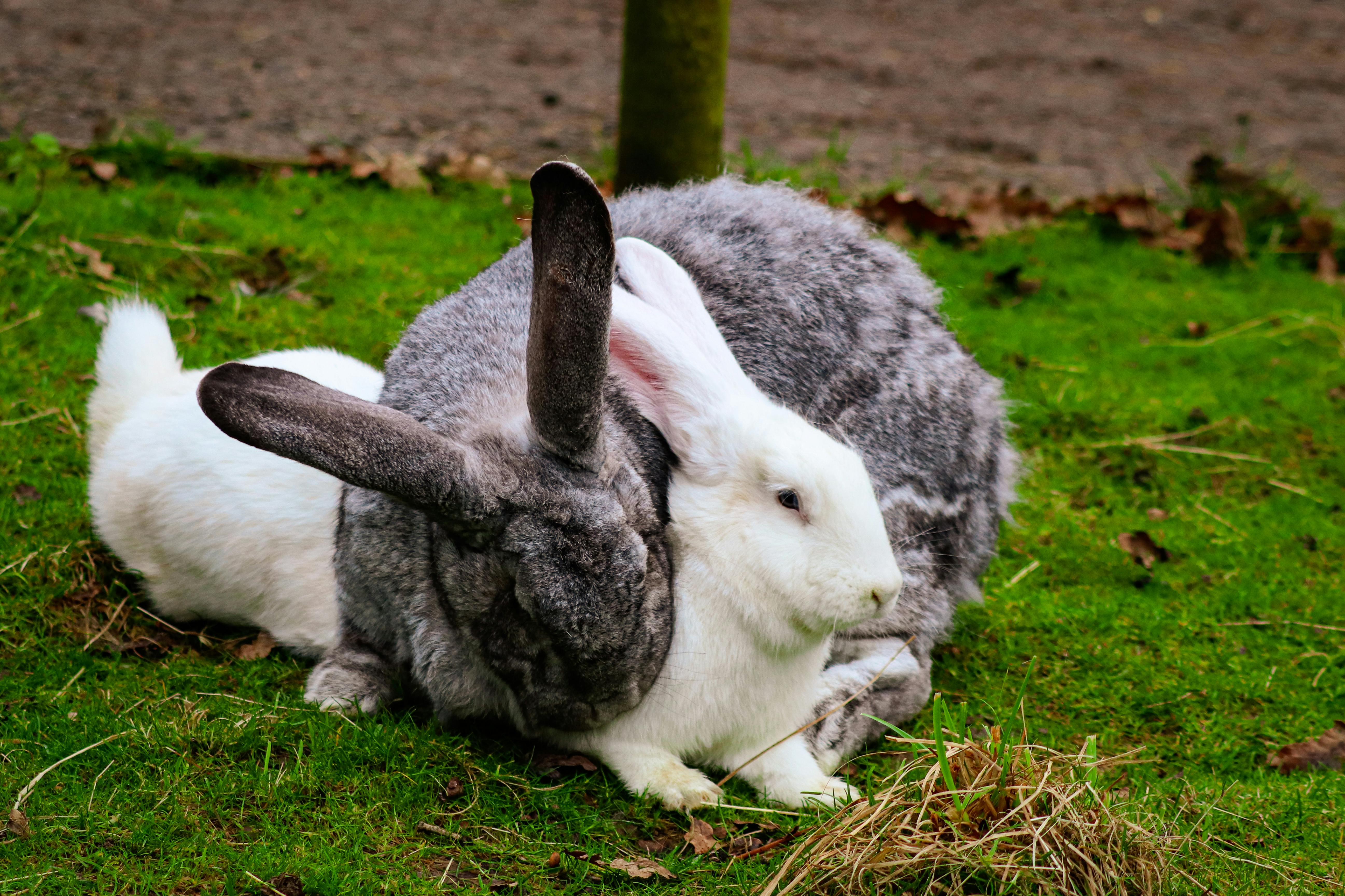 Complete Guide to Selecting Optimal Guinea Pig Bedding in 2025: Discover Smart Choices for Happy Pets