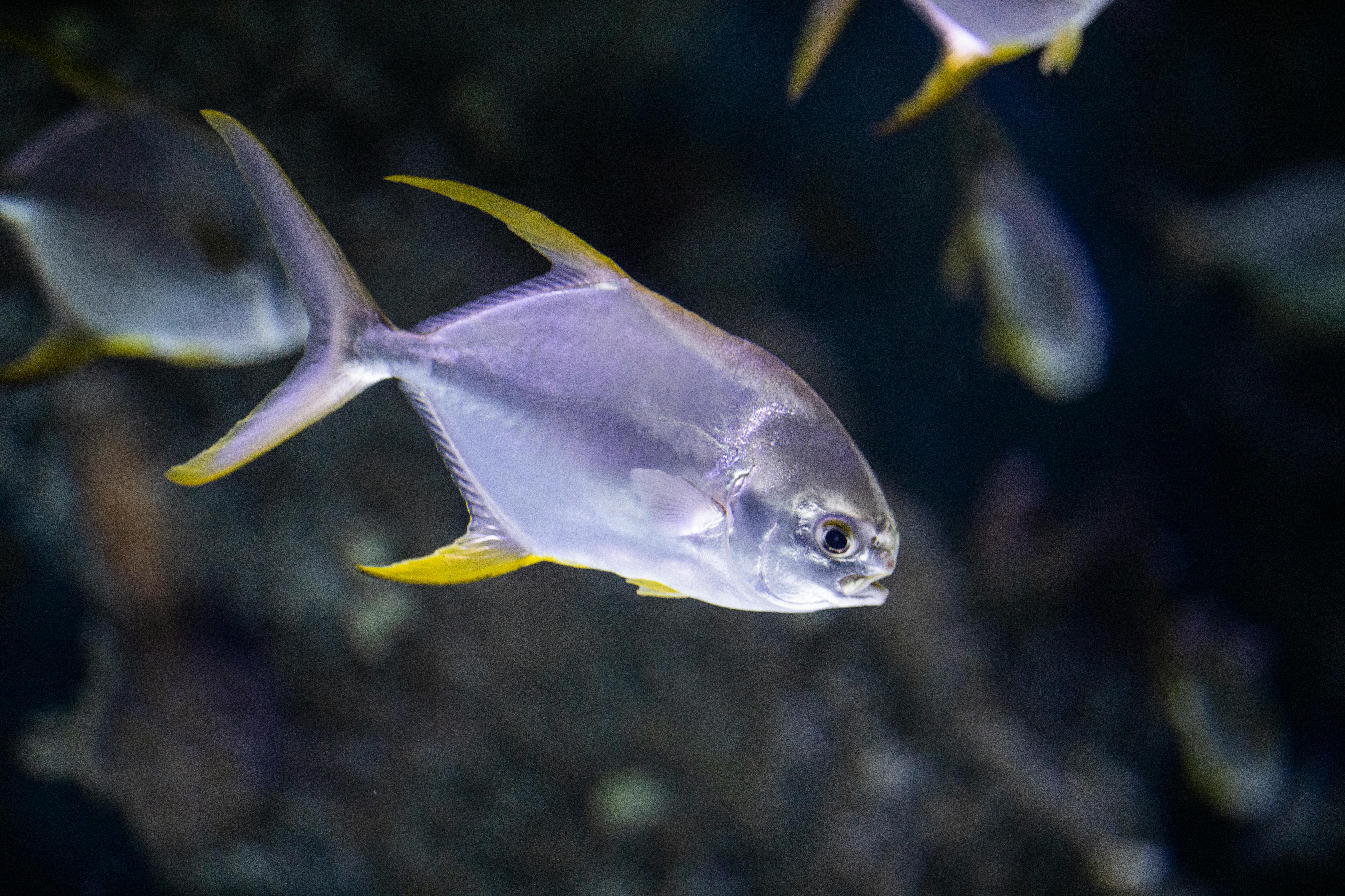 Essential Guide to Above Ground Fish Ponds: Improve Your 2025 Setup