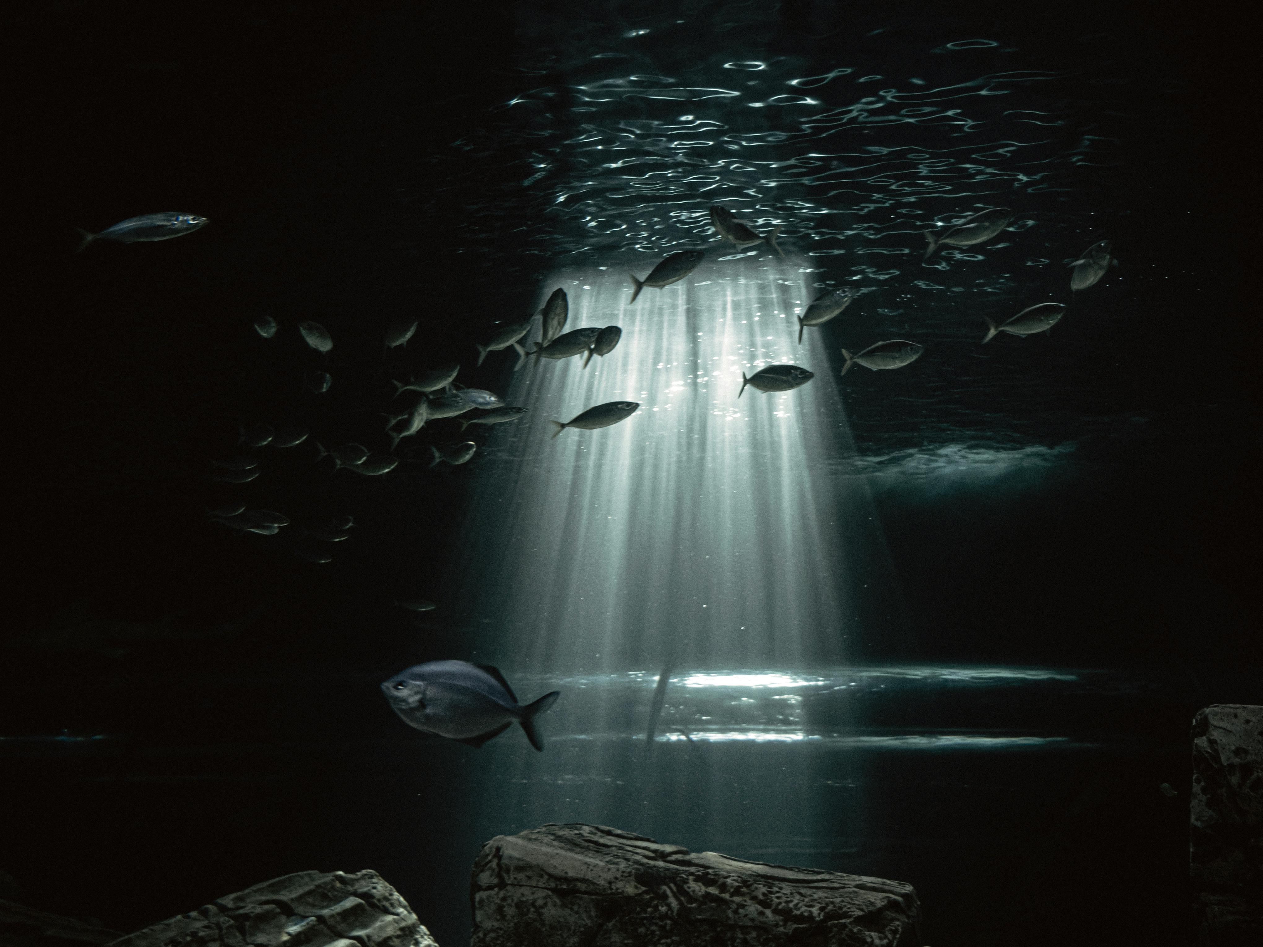 Smart Ways to Choose Neon Tetra Tank Mates for 2025