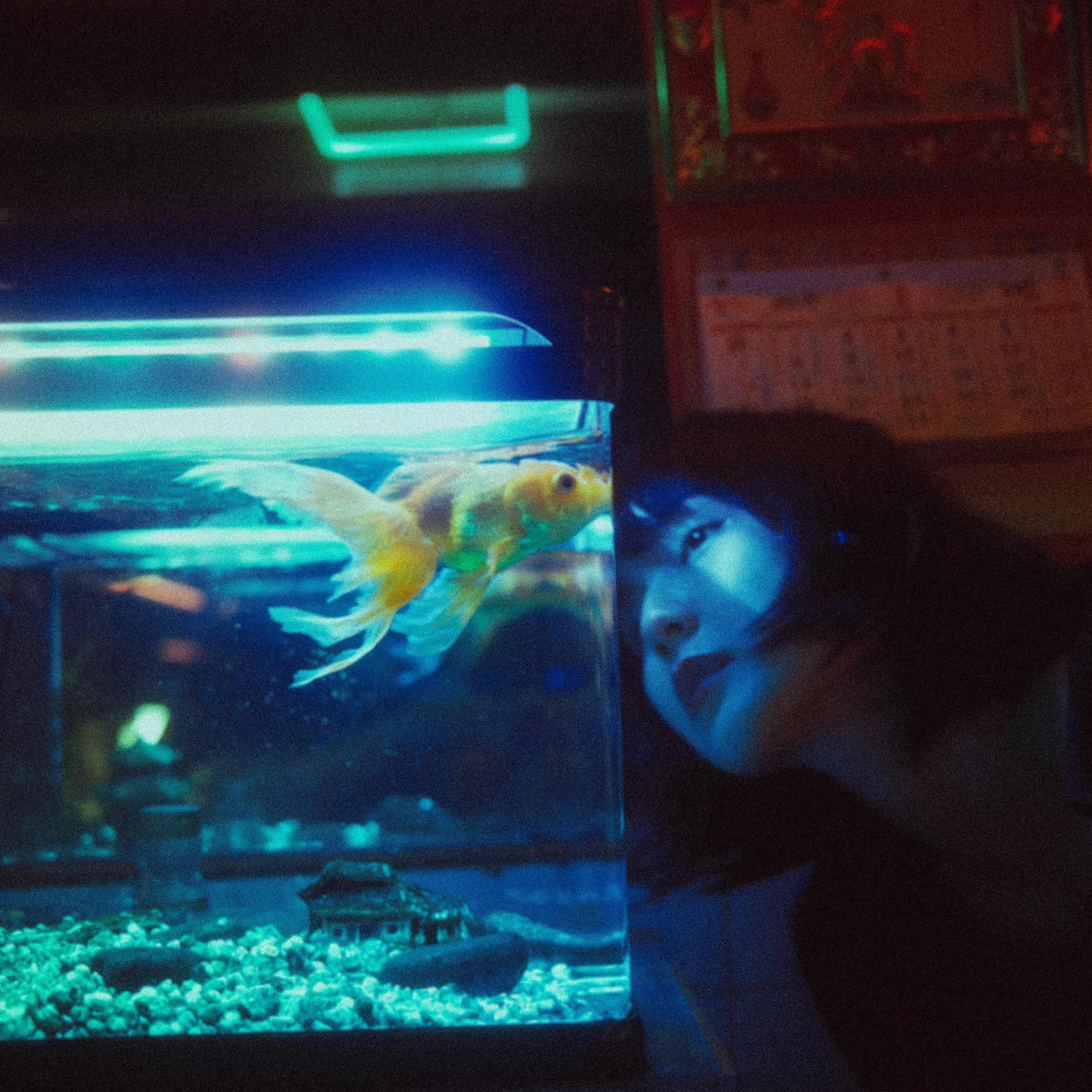 Discover 5 Fancy Goldfish Types to Elevate Your Aquarium in 2025