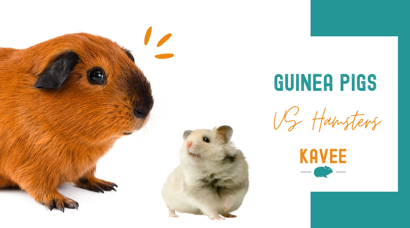 Guinea Pig vs Hamster