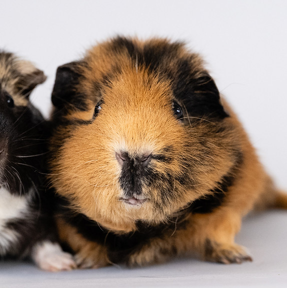 Guinea Pigs