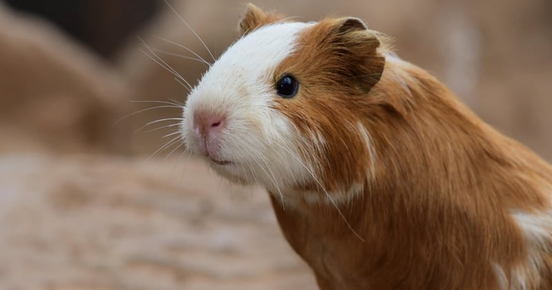 Baby Guinea Pigs