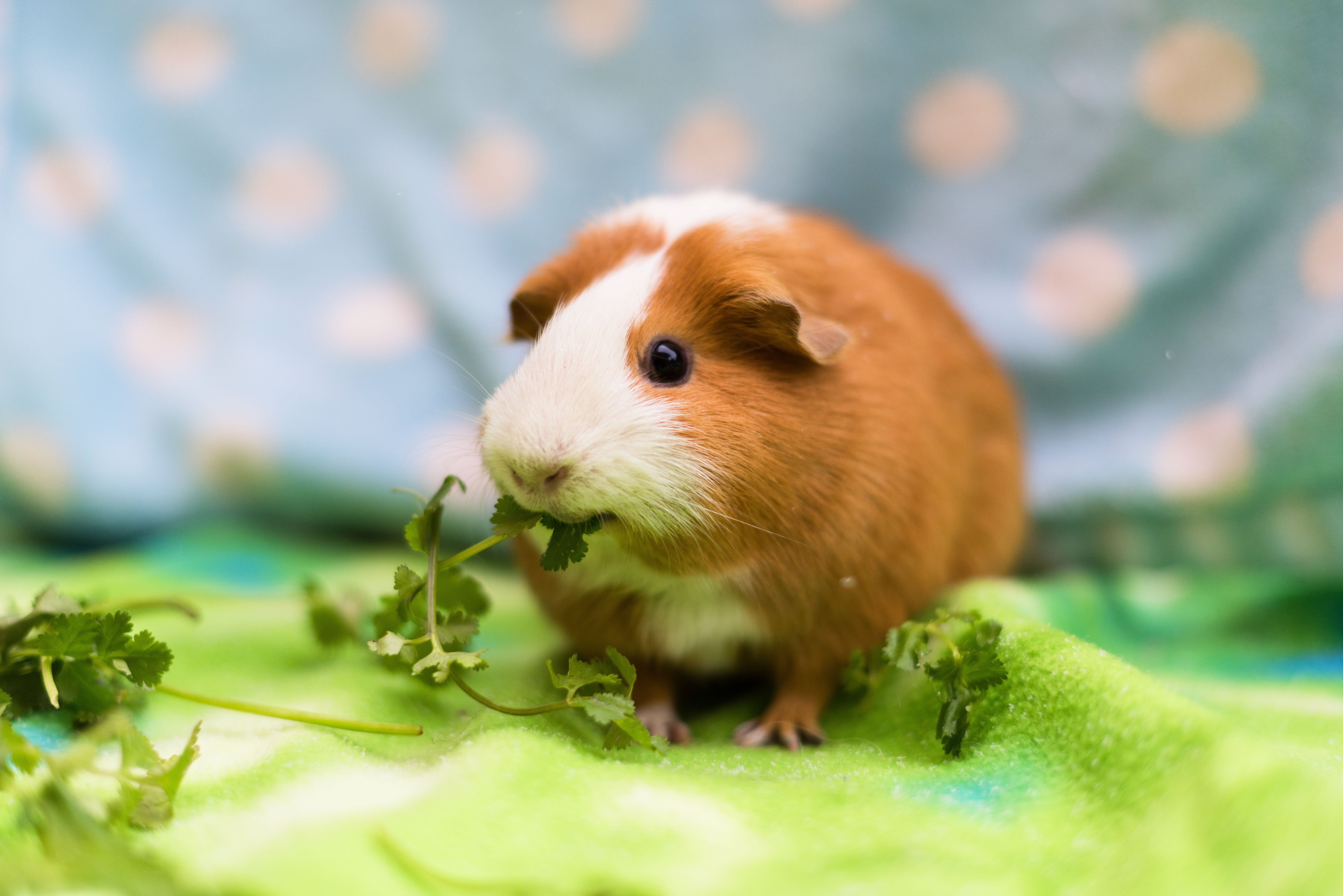 Cute Guinea Pig