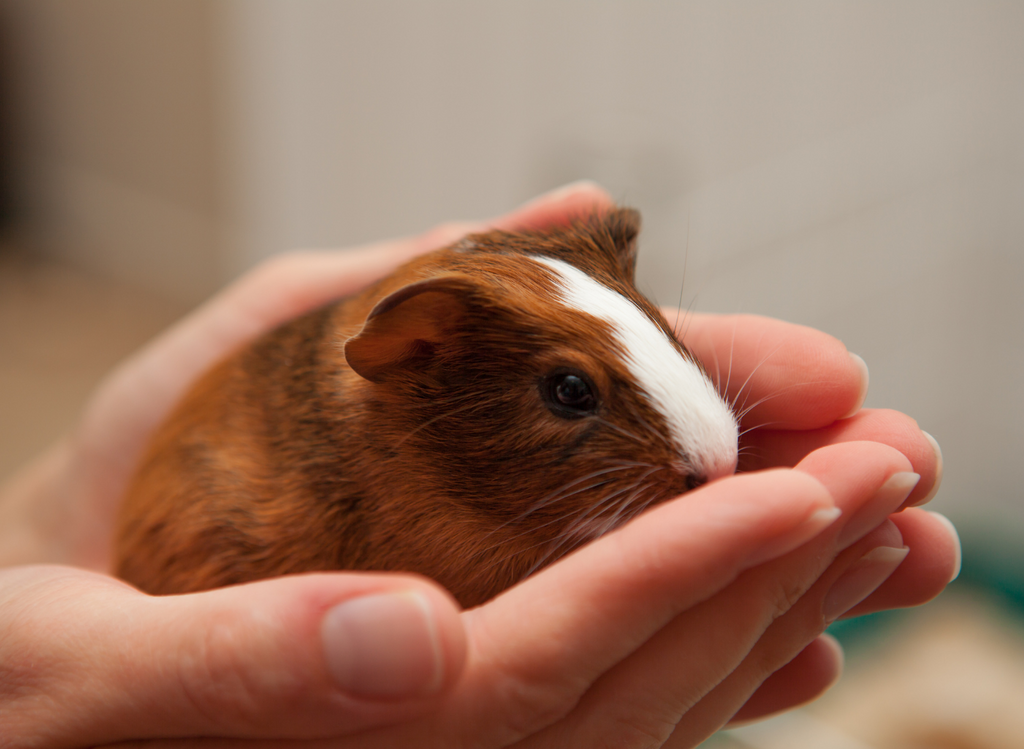 Guinea Pig Babies