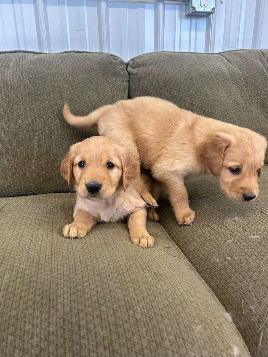 Cute puppies for sale in MN