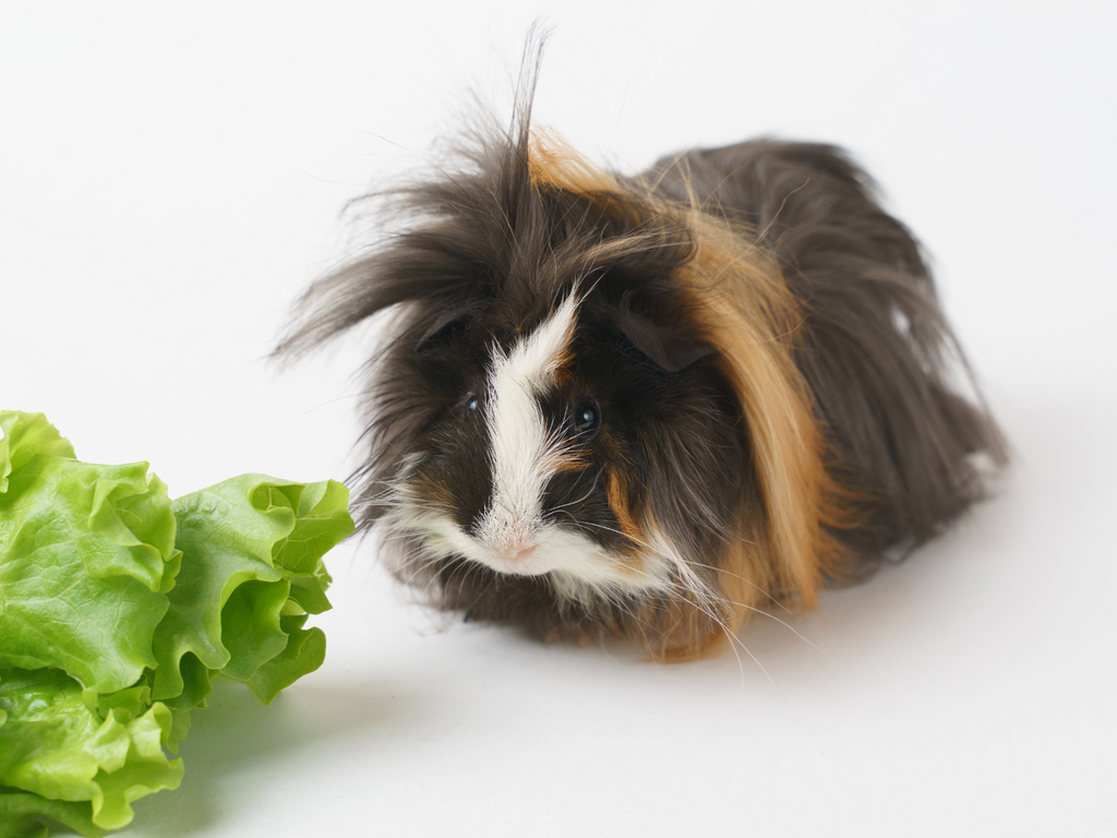 Fluffy guinea pig