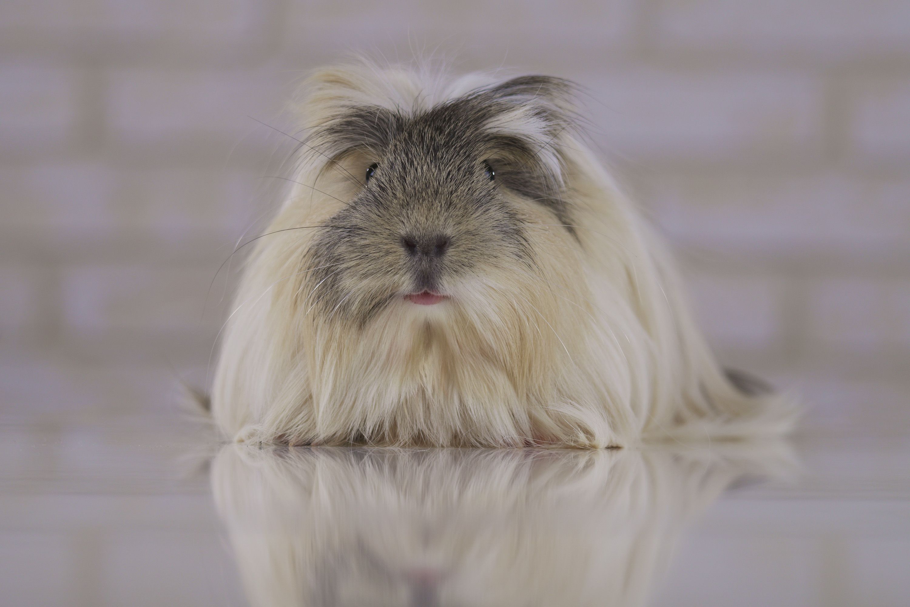 Cute fluffy guinea pig