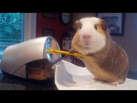 Cute Guinea Pig