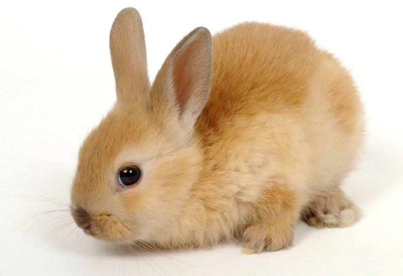 Adorable Bunny for Sale