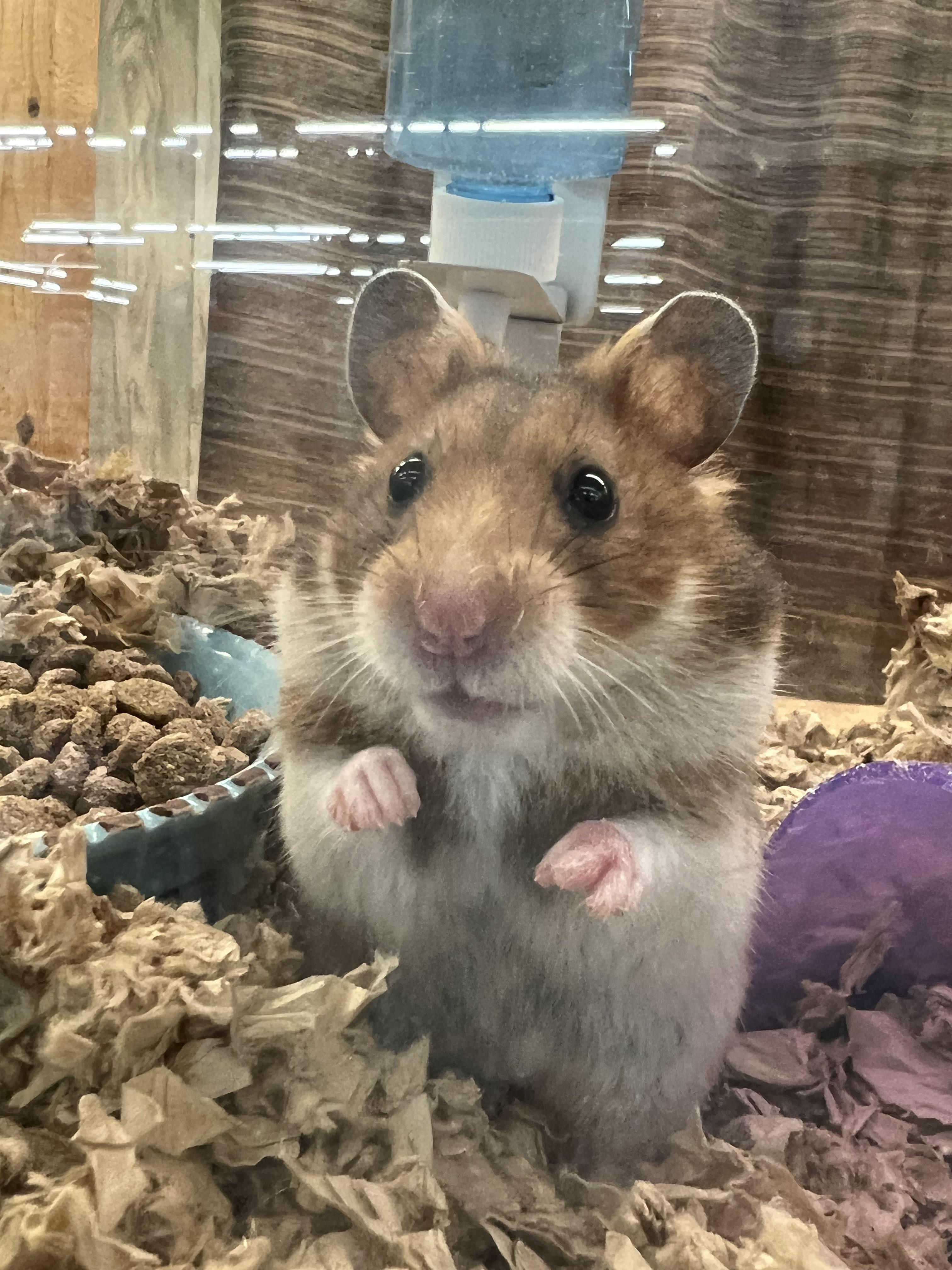 Hamster for Adoption