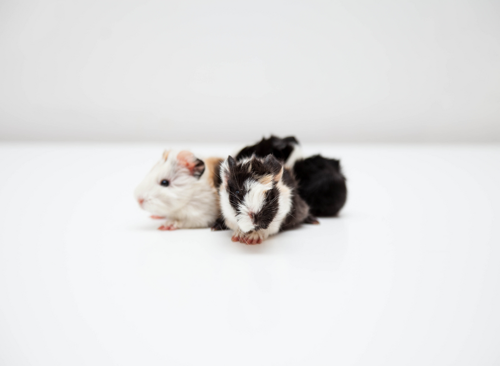 Cute baby guinea pig