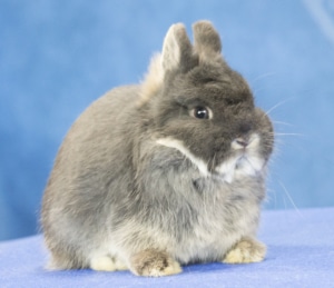 Smallest Rabbit Breeds