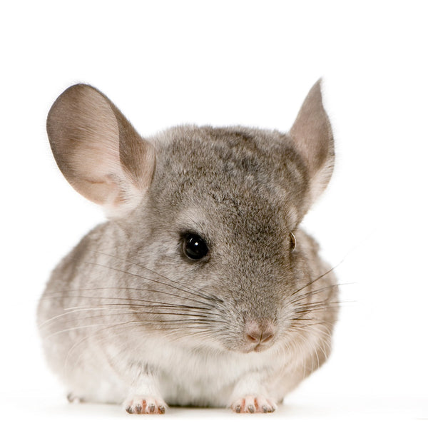 Chinchilla near me