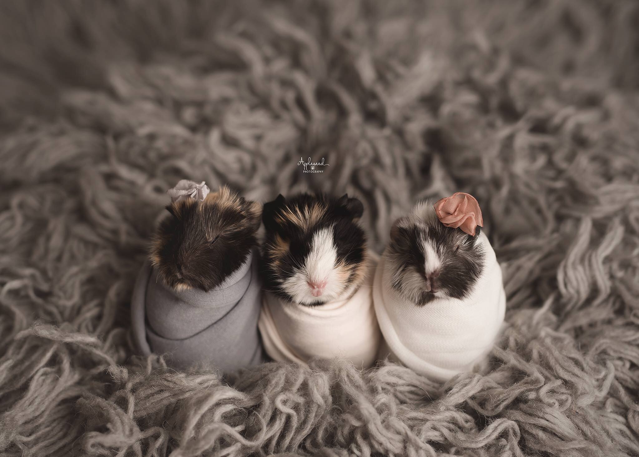 Baby Guinea Pigs