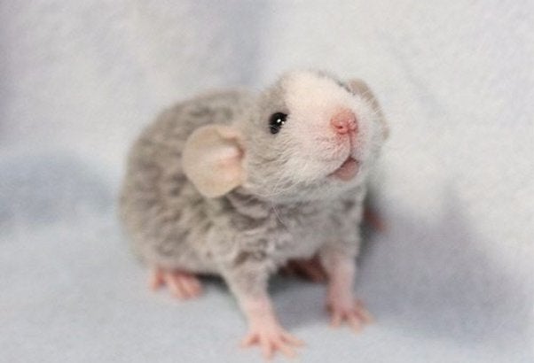 Adorable Curly Haired Rat