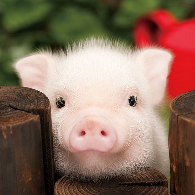 Cute Baby Pig