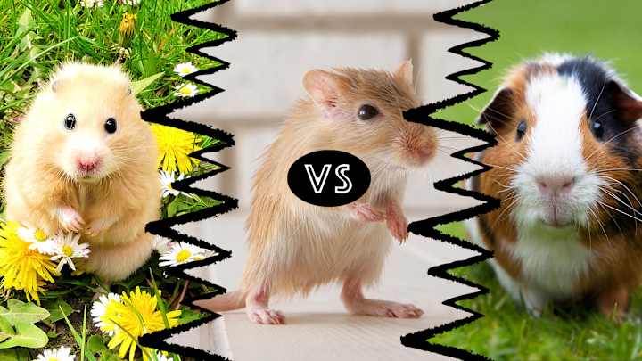 Gerbil vs Guinea Pig