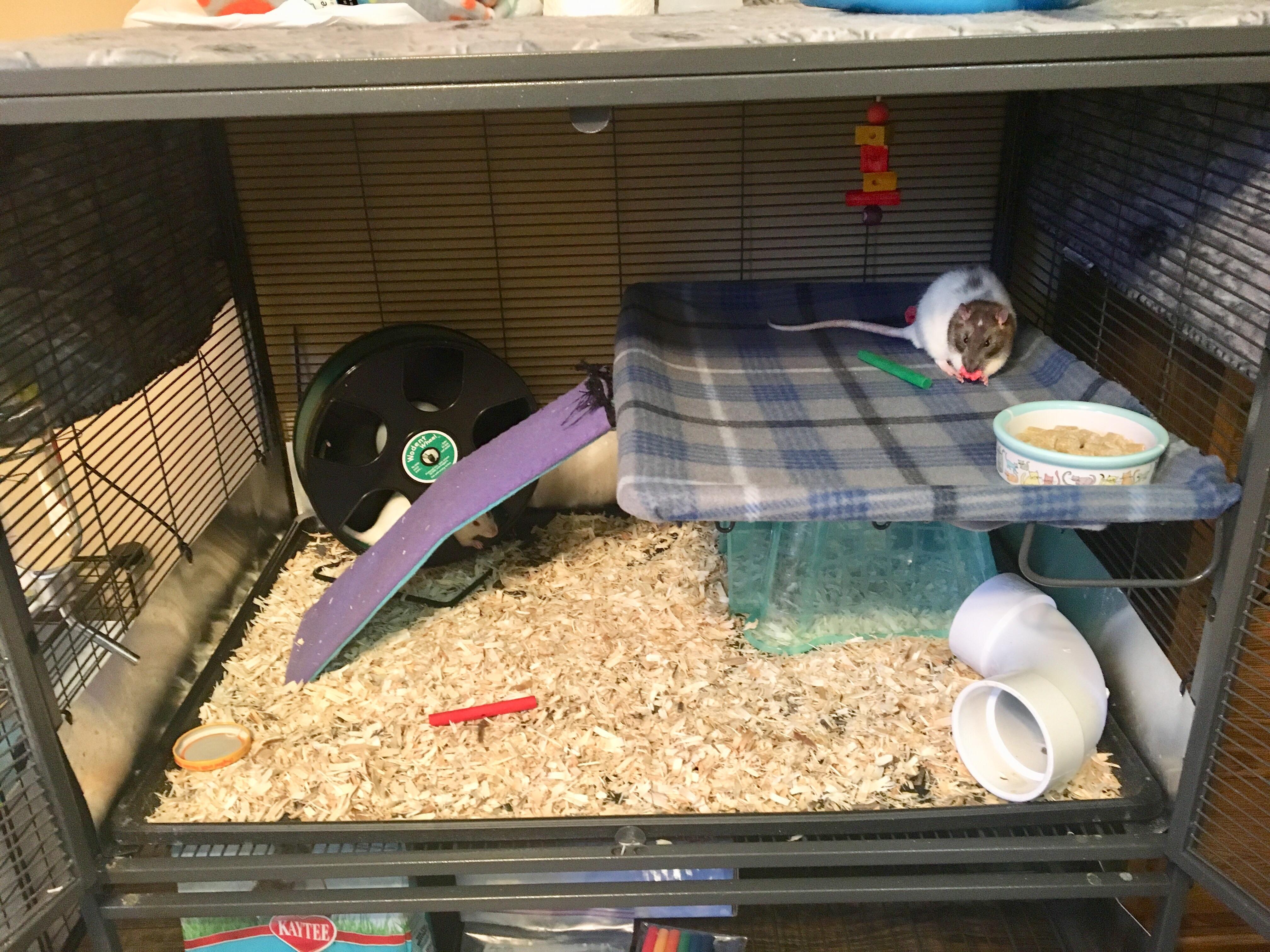 Cozy nesting area for pet rats