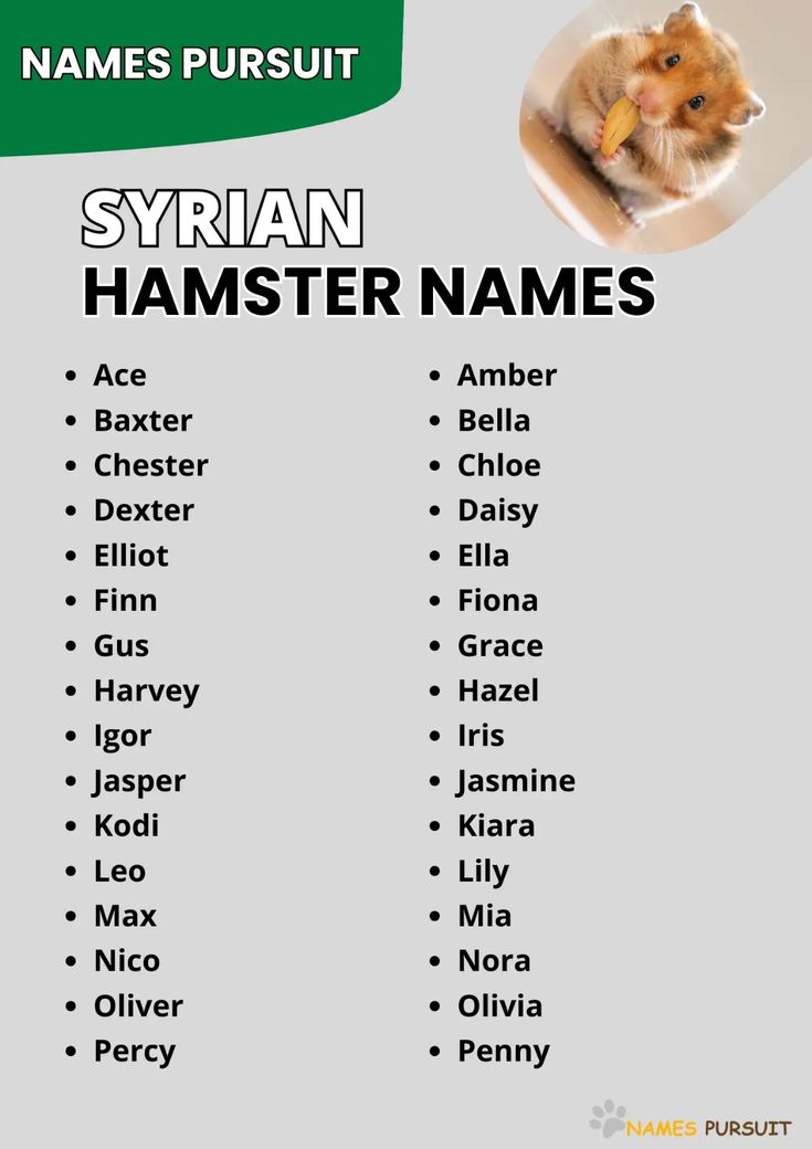 Hamster with fun names