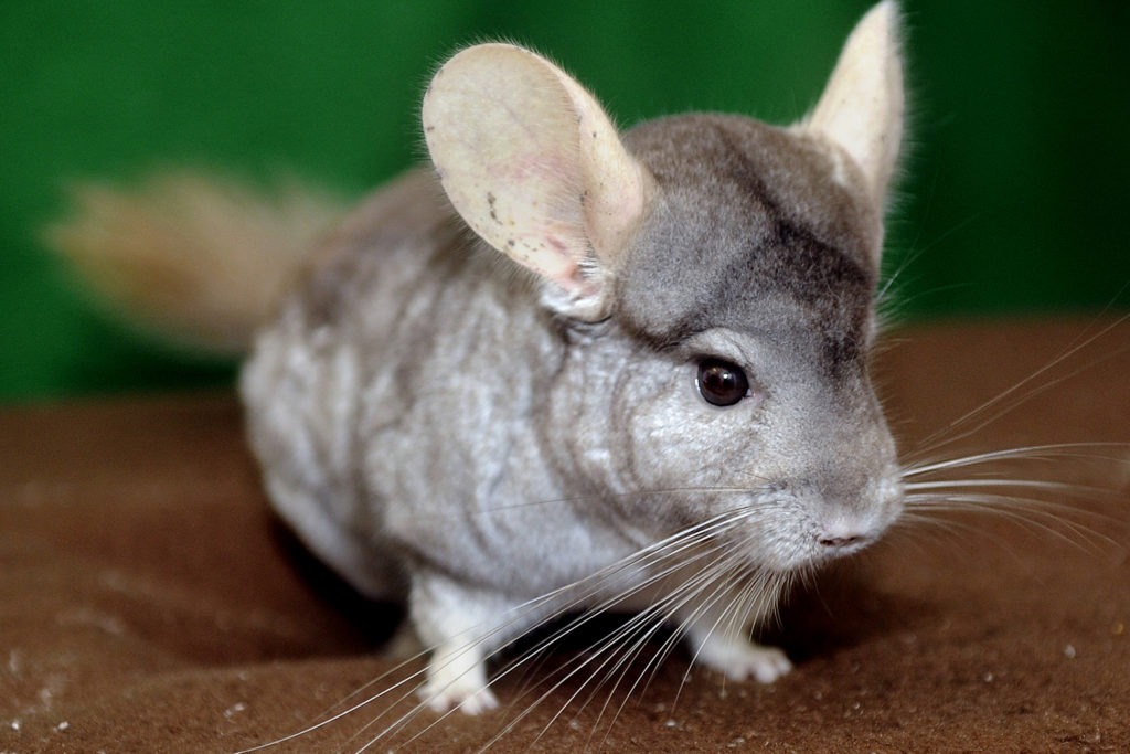 Pictures of Chinchillas