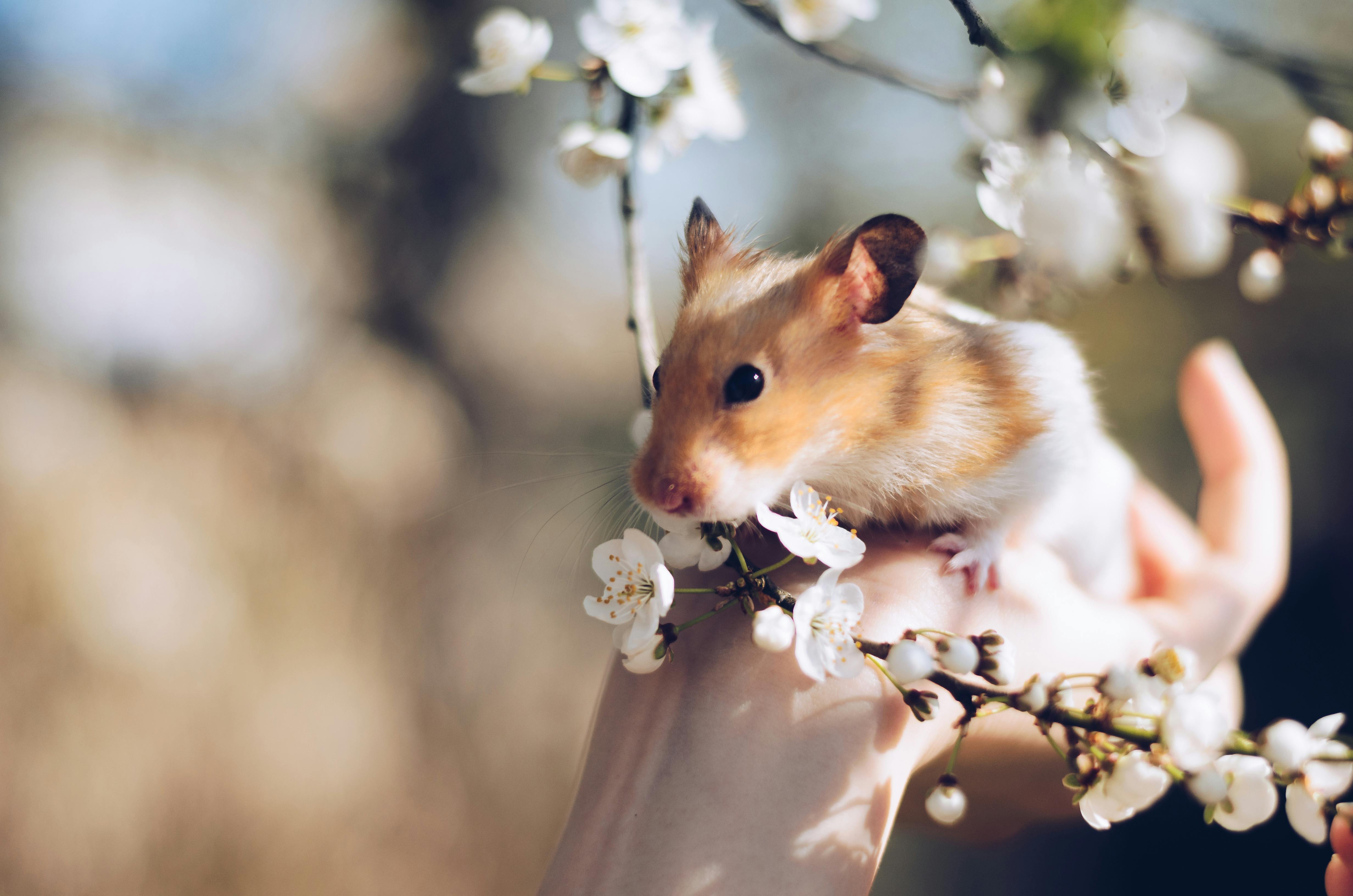 Roborovski Dwarf Hamster Lifespan