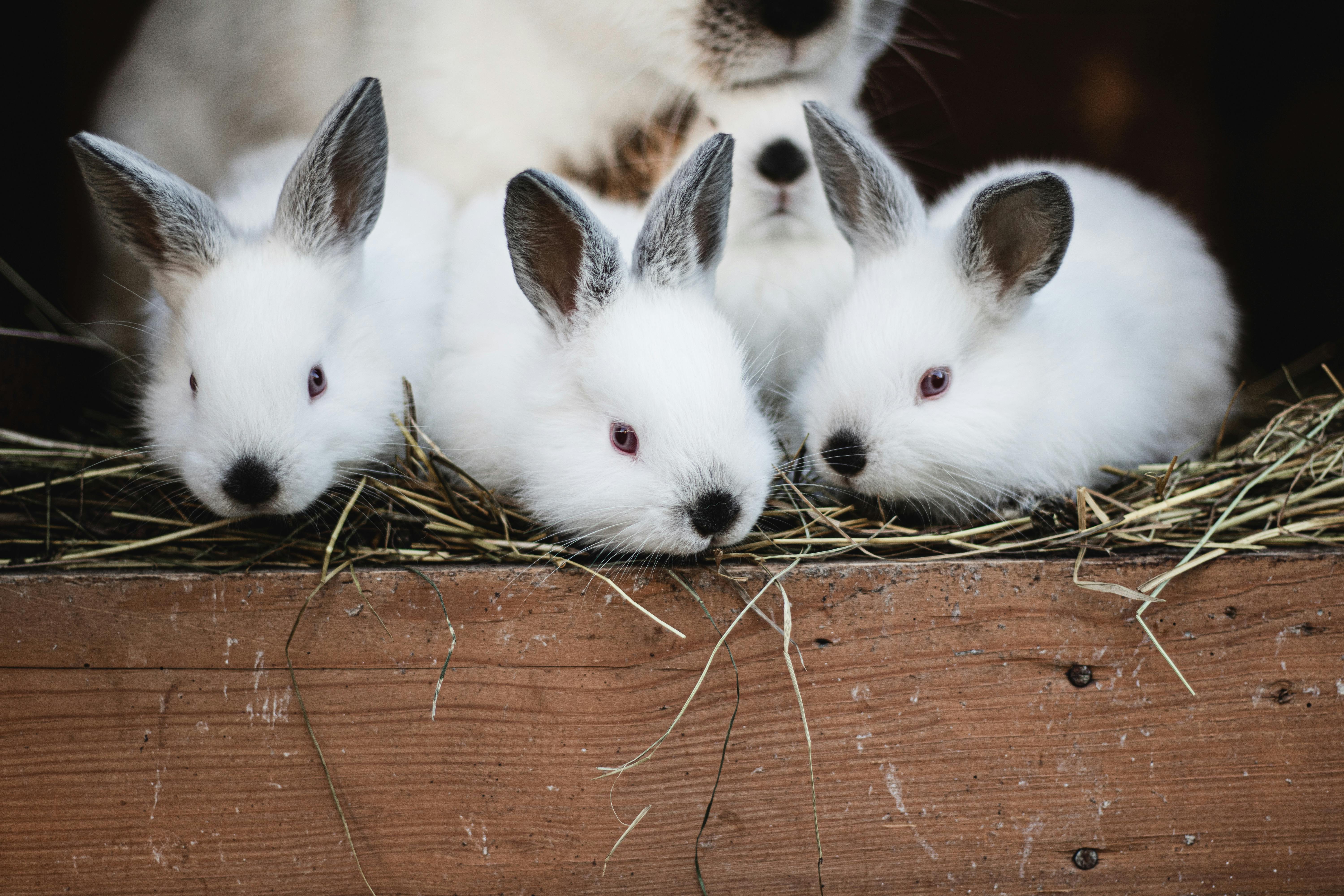 White Dwarf Hamster