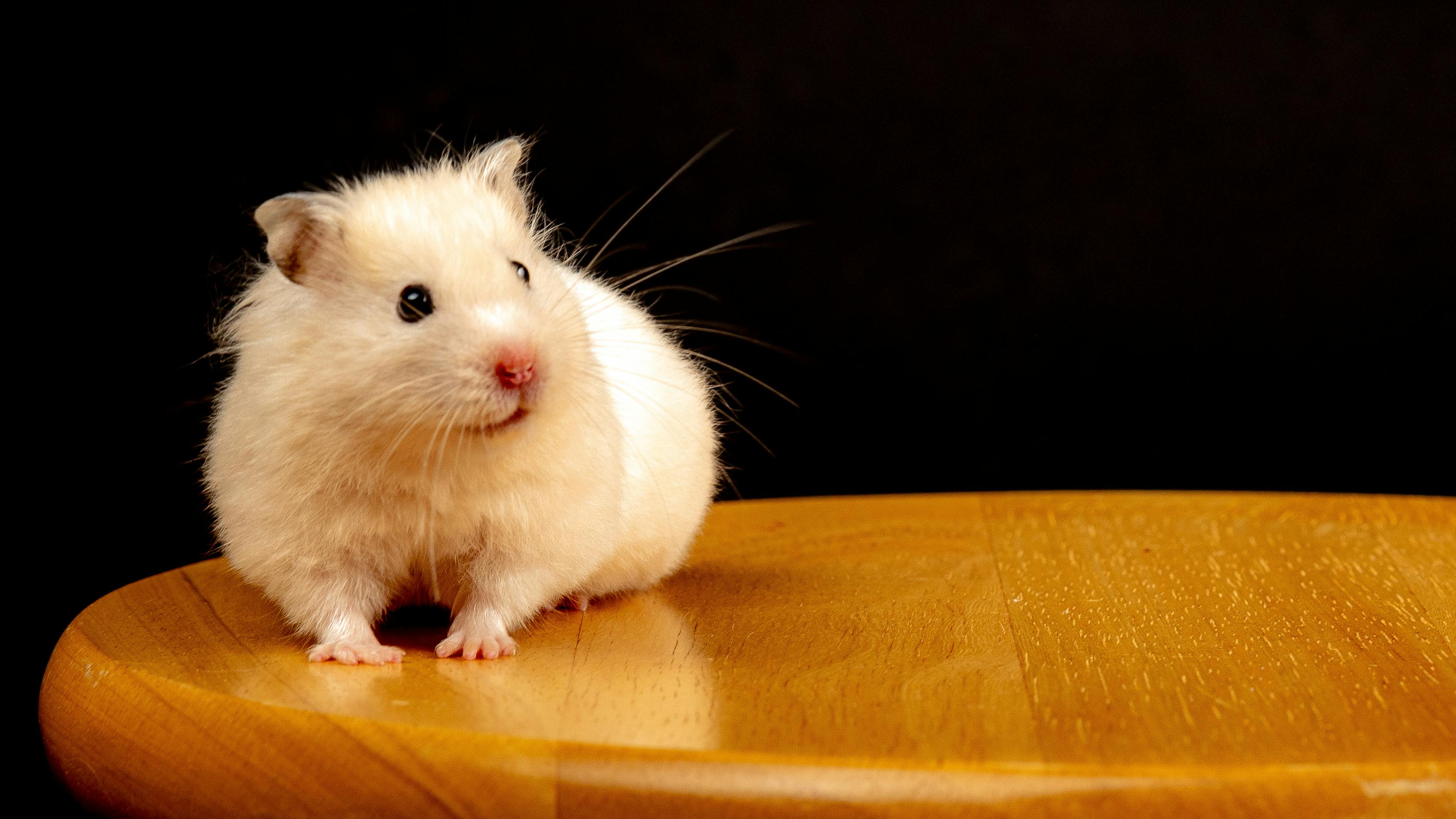 Campbell Dwarf Hamster